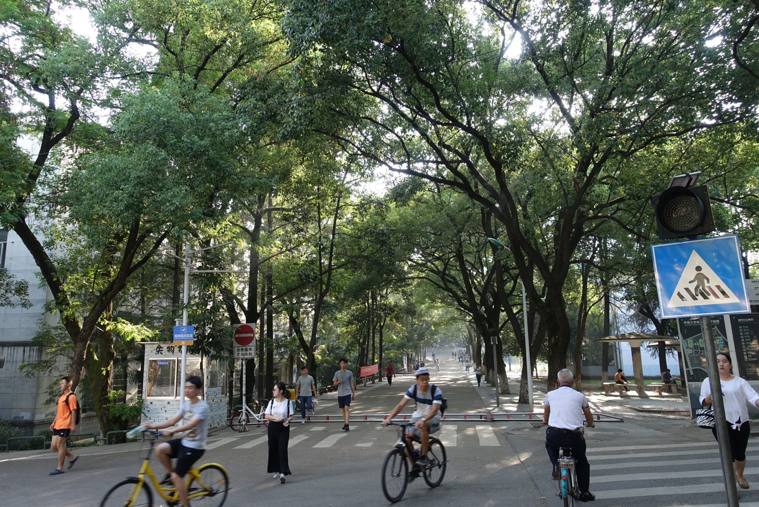 Cinnamomum camphora (camphor laurel) lined streets at the Central South University Railway Campus, Changsha.