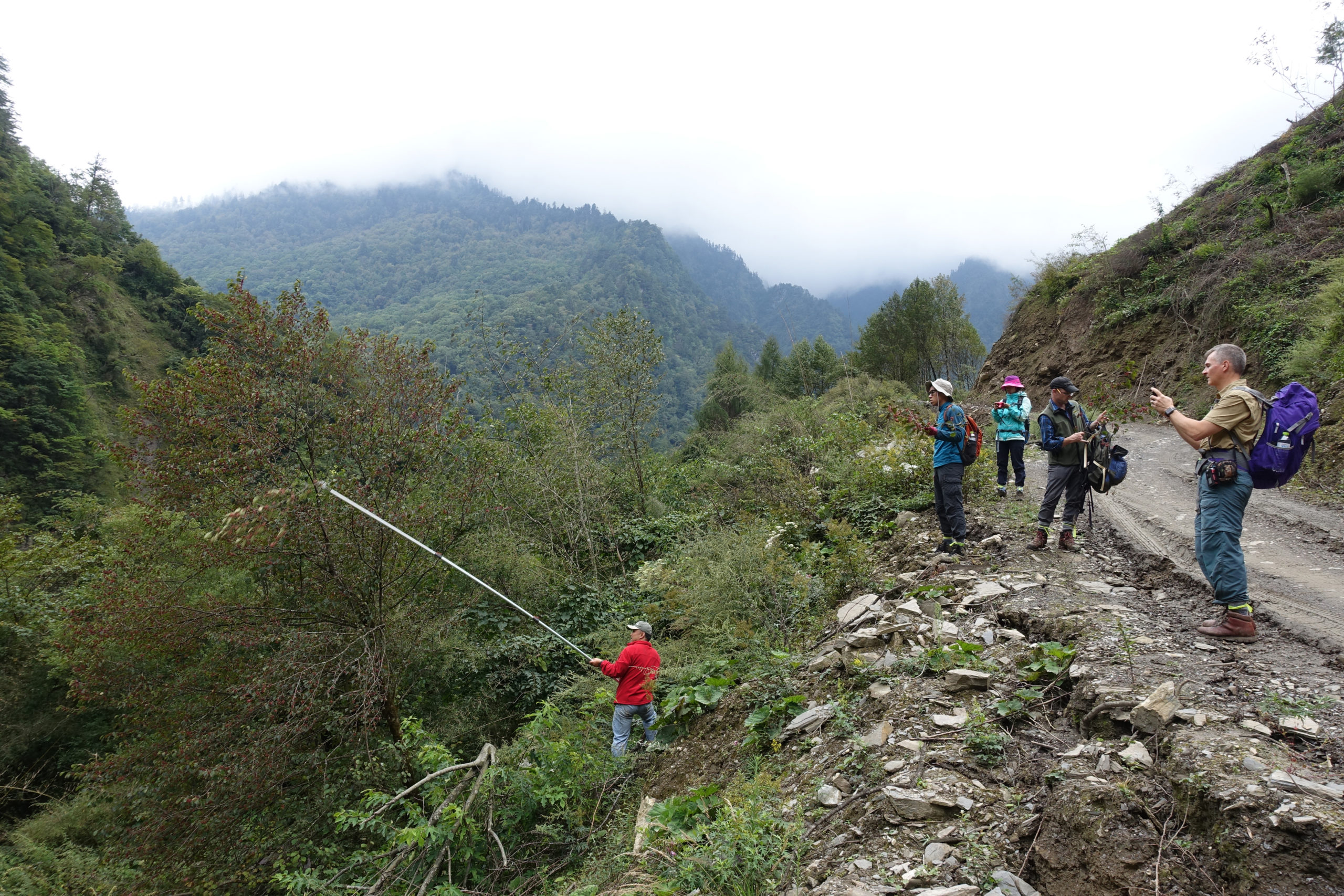 Roadside collecting near village of Si’Er, Pingwu County, Sichuan, China. Kang Wang uses telescoping pole pruner to reach for seed of Euptelea pleiosperma.