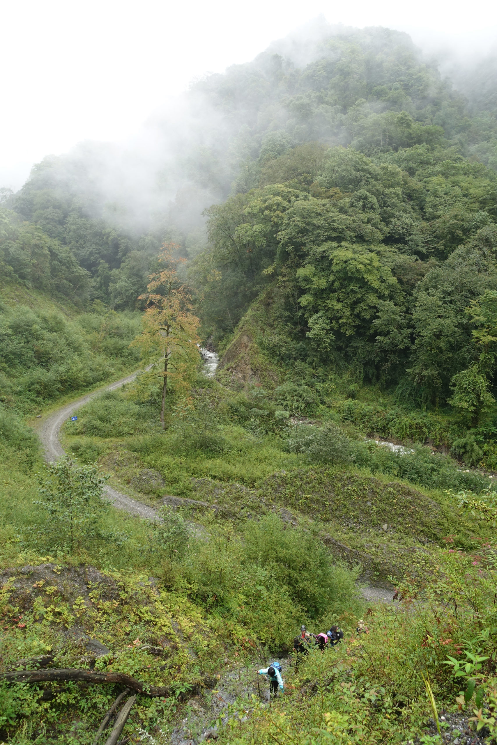 Lone Cercidiphyllum japonicum (katsura-tree) glows in valley below as expedition team climbs in search of relic specimen photographed by E. H. Wilson in 1910. Pingwu County, Sichuan, China.