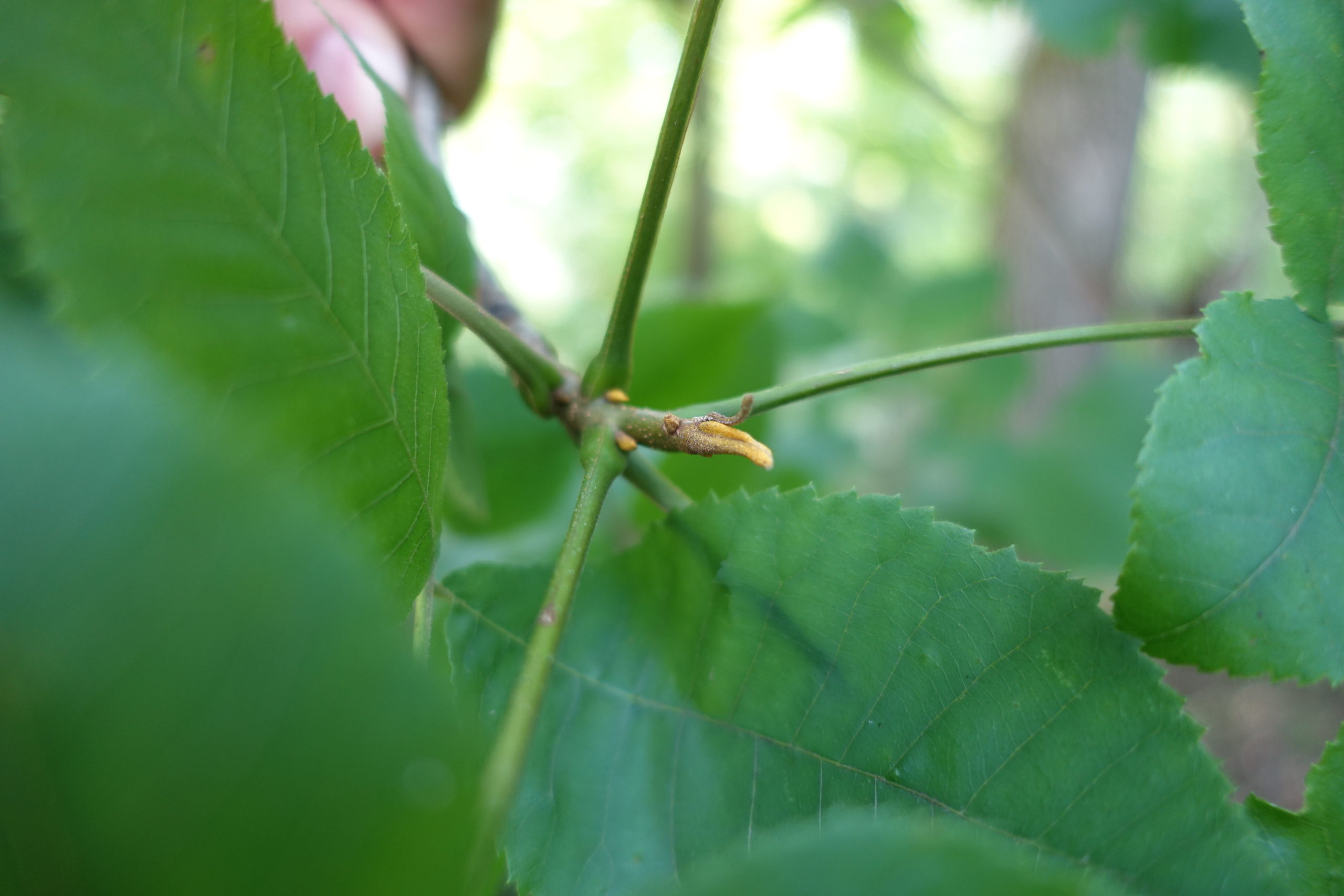 Vibrant yellow bud scales of Carya cordiformis (bitternut hickory). Bitternut hickory nuts were collected at Baxter’s Hollow in Sauk County, Wisconsin.