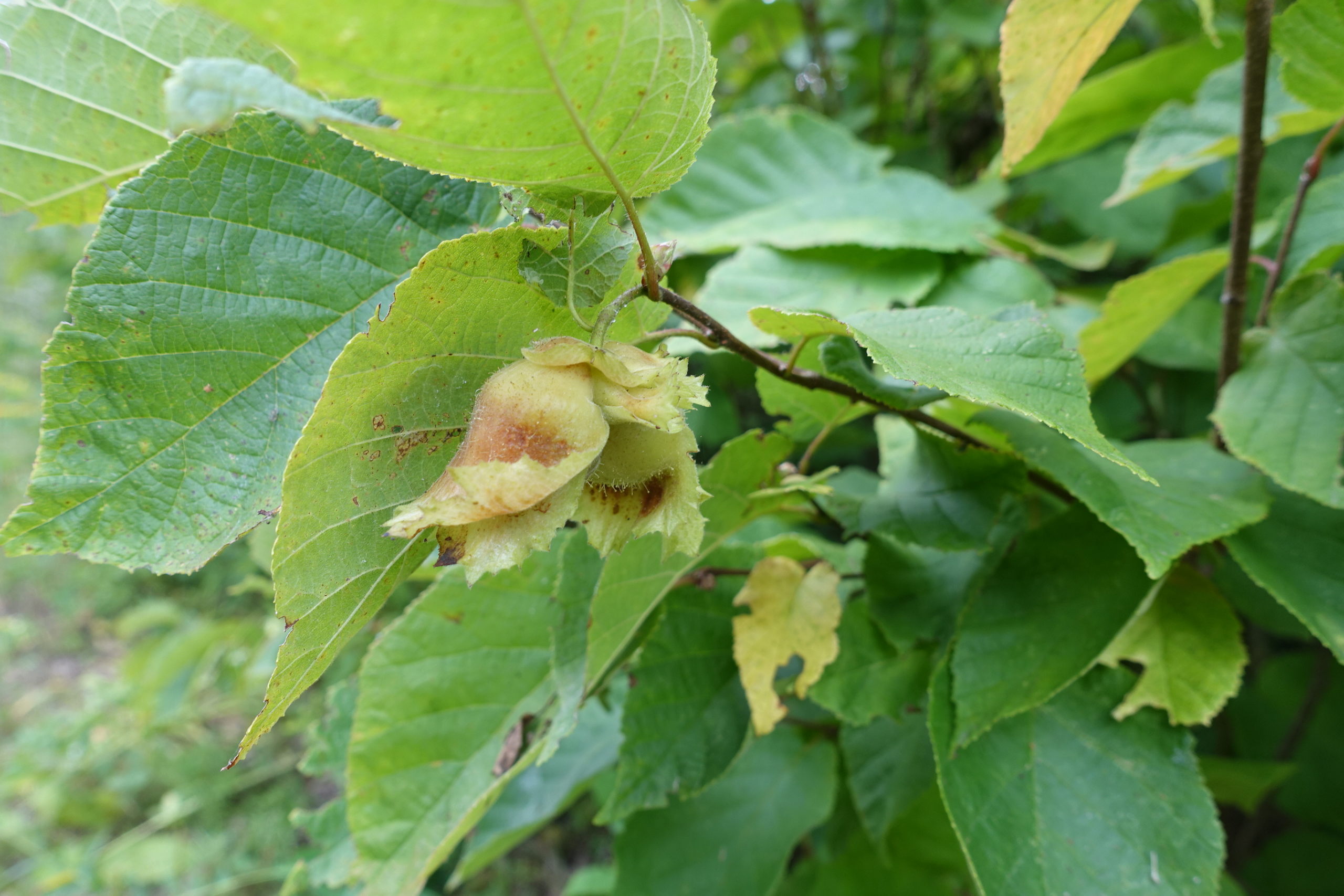 Nuts of Corylus americana (American hazelnut). This is the Arnold Arboretum’s third wild-collected accession of American hazelnut and the first from the central United States. The other accessions are from North Carolina and Virginia.