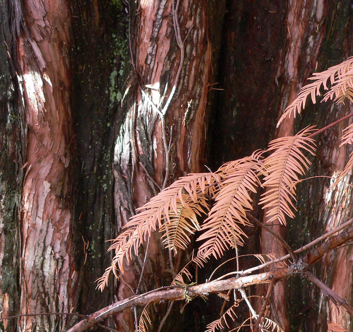 Dawn Redwood Metasequoia glyptostroboides 524-48-L
