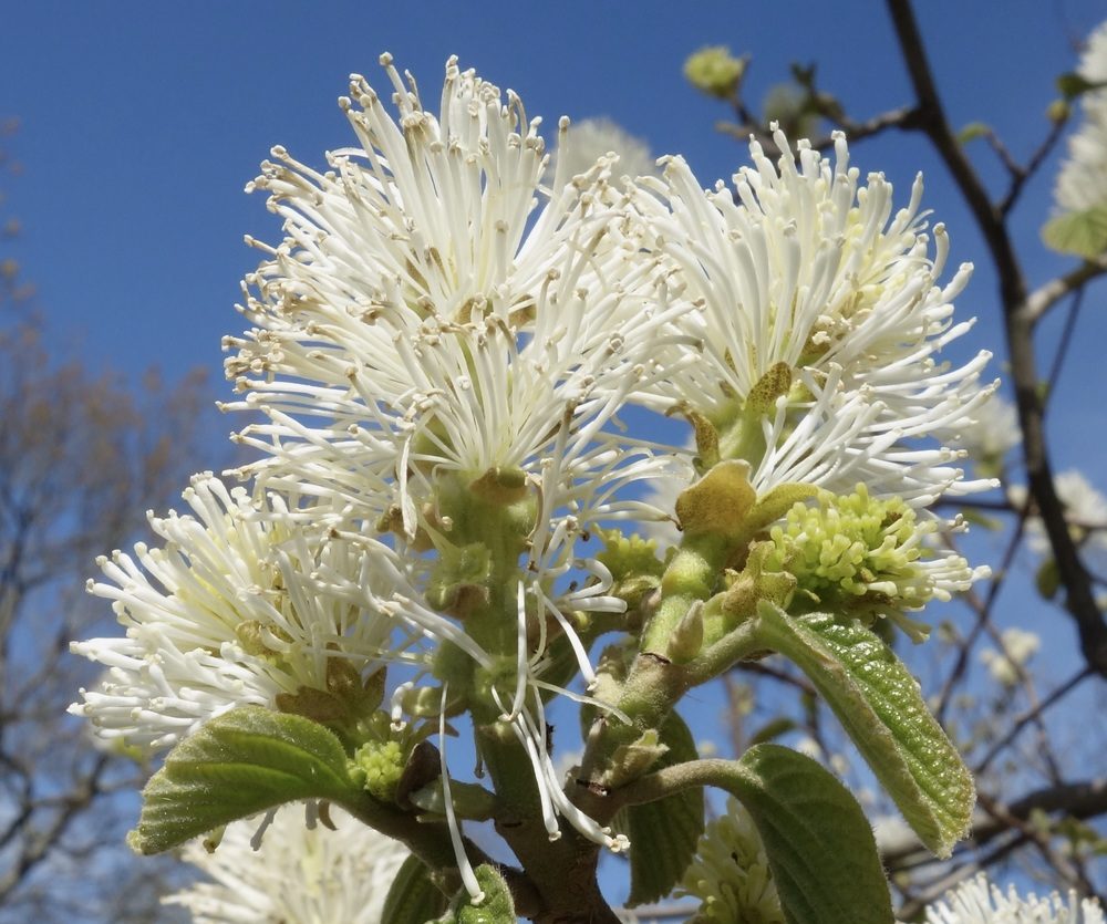 Fothergilla major
