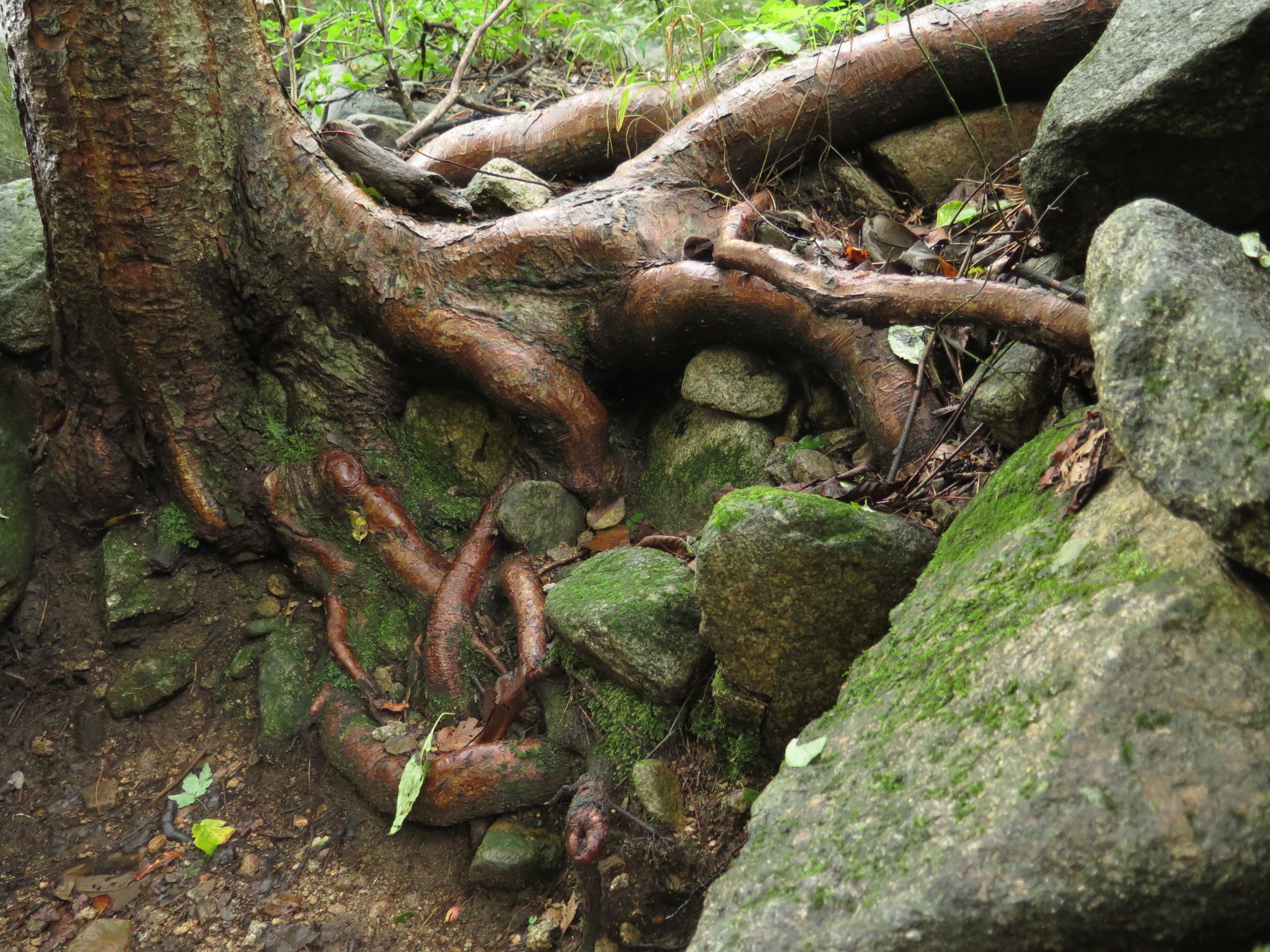 An eroding stream exposed the root system of an Acer griseum in Henan Province. Photograph by Michael Dosmann. Copyright © 2015, President and Fellows of Harvard College; all rights reserved.