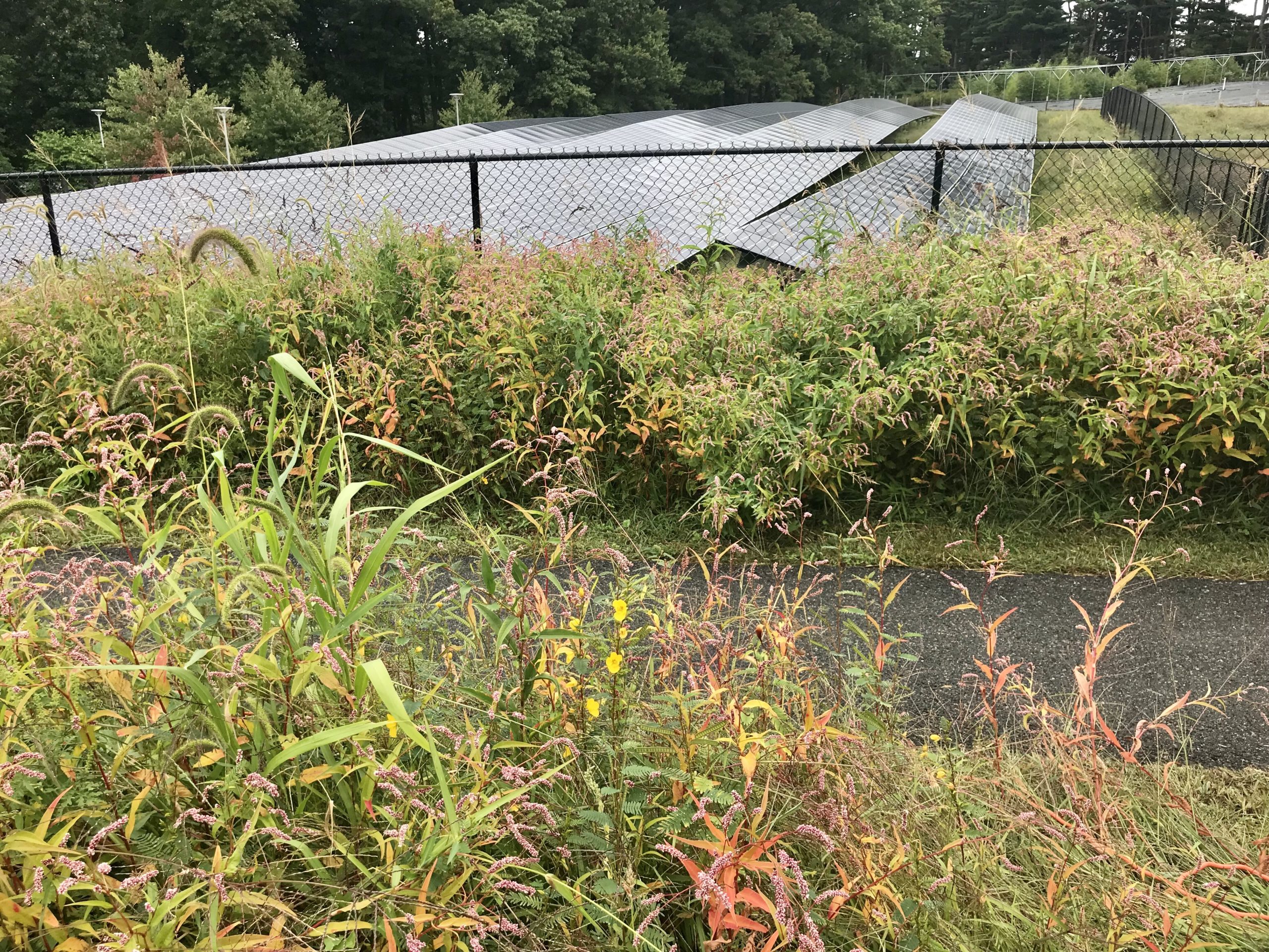 Weld Hill Solar Pollinator Meadow