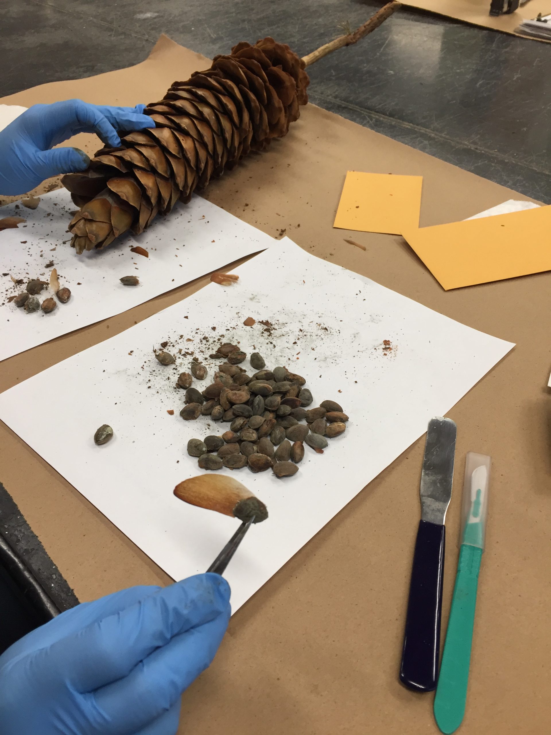 Cleaning seeds.