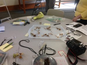 A collection of various winged seeds.