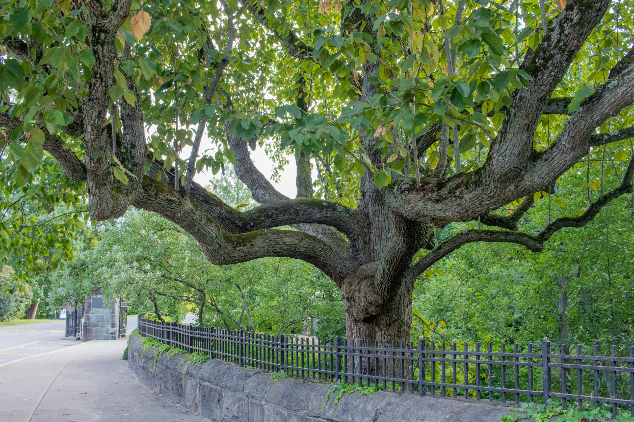 The Parkman cucumbertree stretches over the sidewalk, outside of the Arborway Gate.