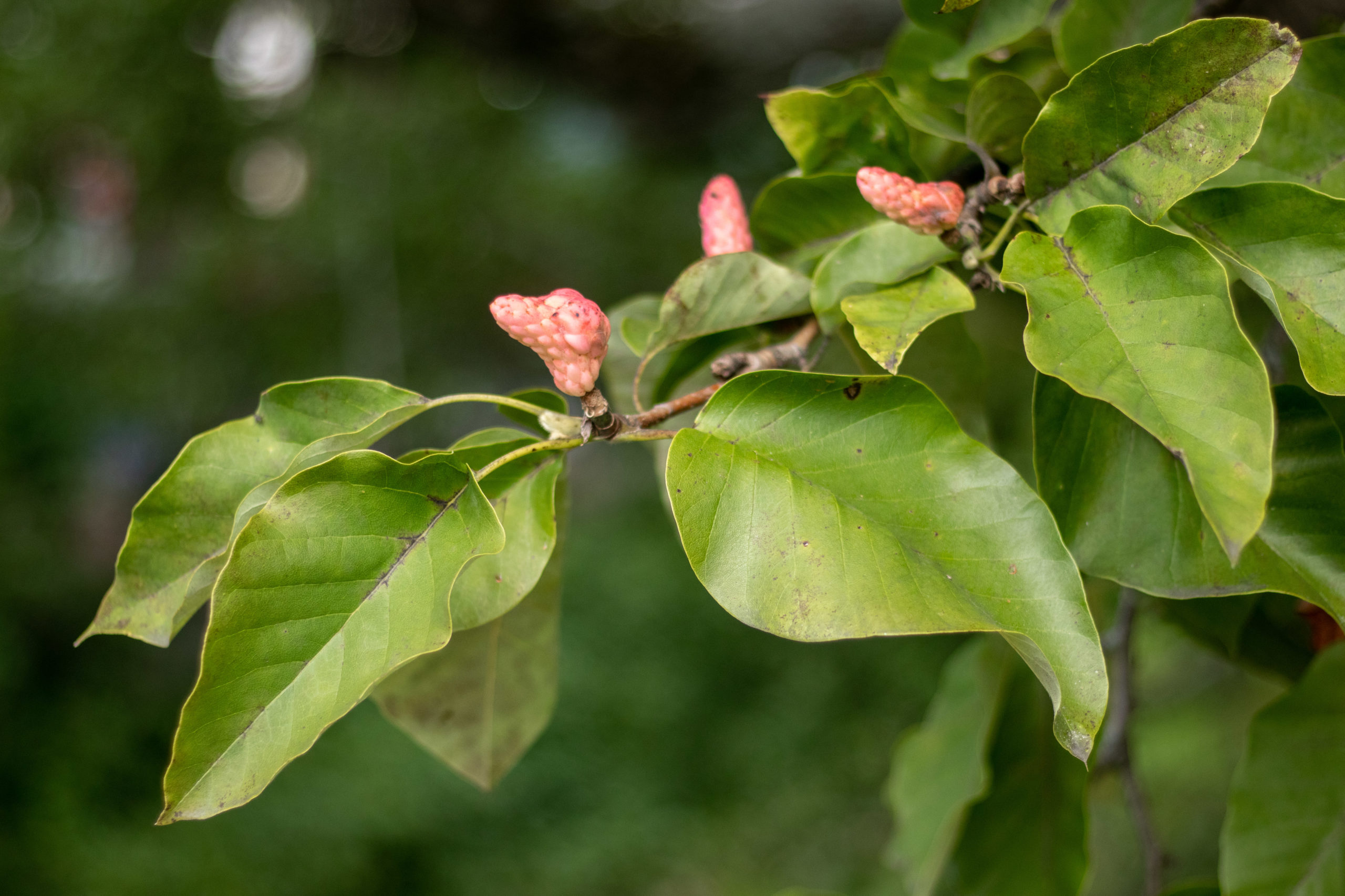 Fruit ripens on Francis Parkman’s cucumbertree (Magnolia acuminata, 15154*D).