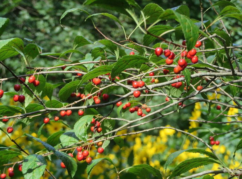 Ilex collina