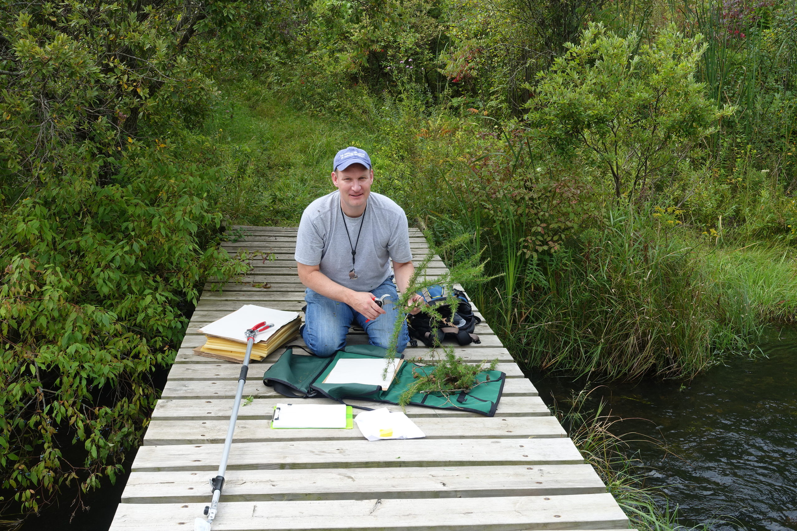 Manager of Plant Records Kyle Port arranging an eastern larch sample before pressing.