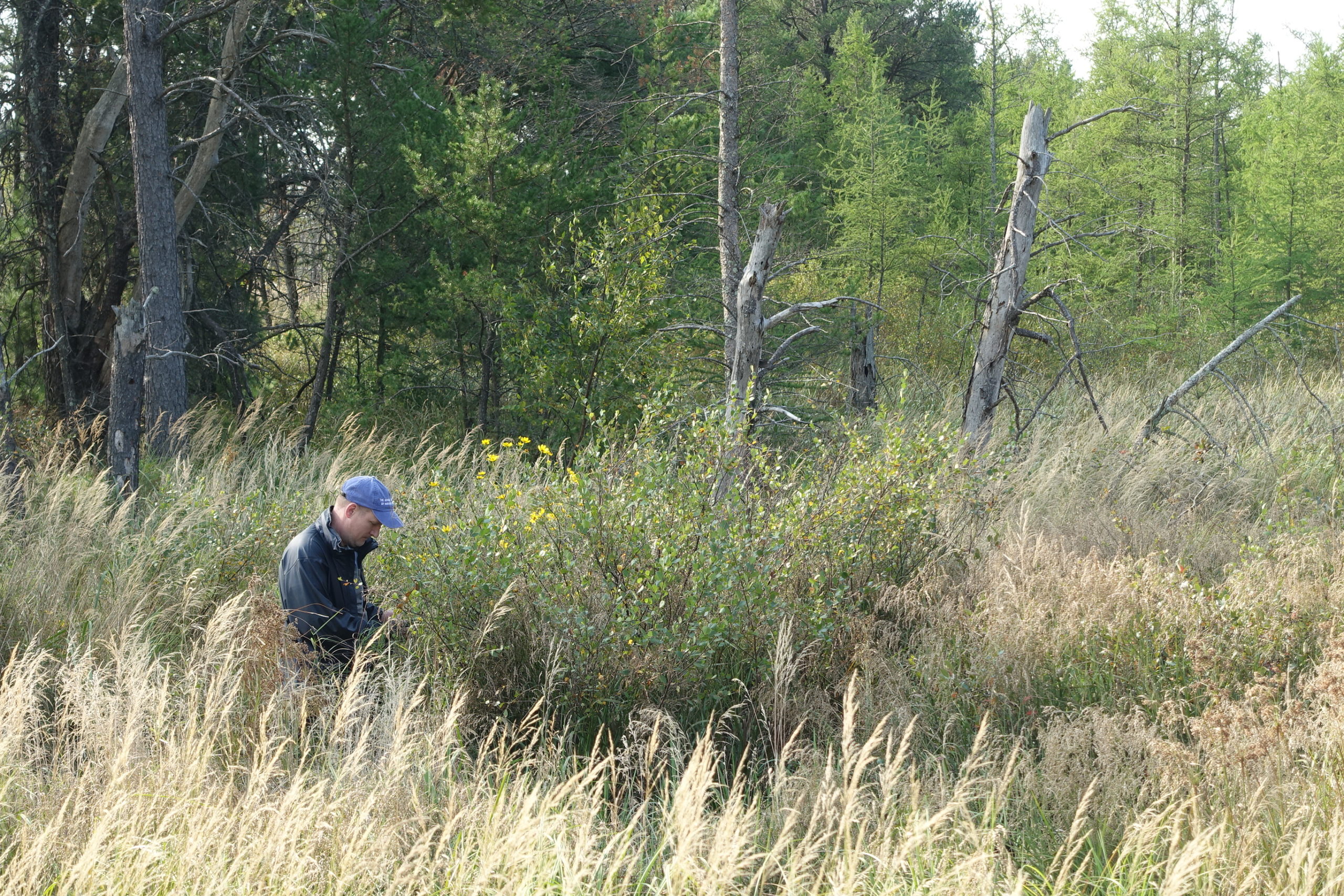 Kyle Port taking GPS coordinates of a mass of Betula pumila (bog birch) in a swamp along highway 54 in Jackson County, Wisconsin.