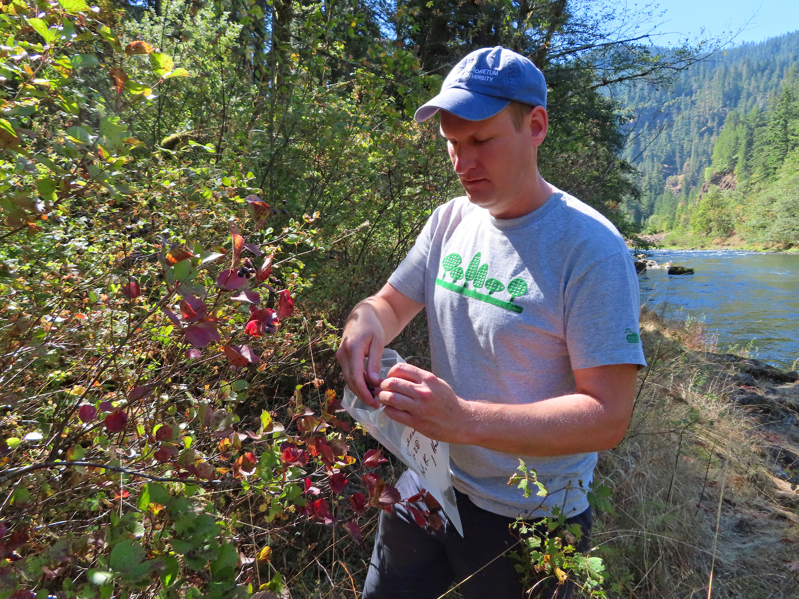 Kyle Port collecting Viburnum fruits.