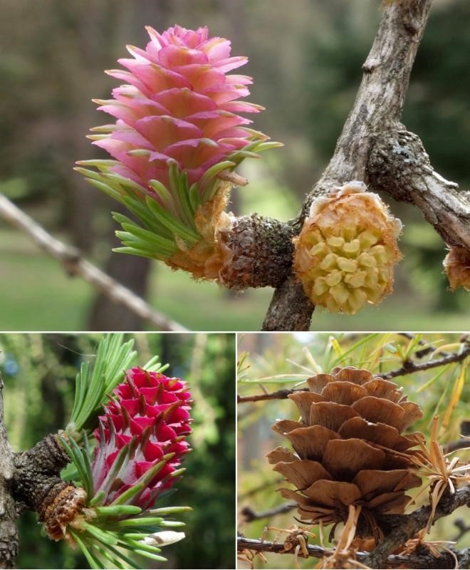 Larch Cone