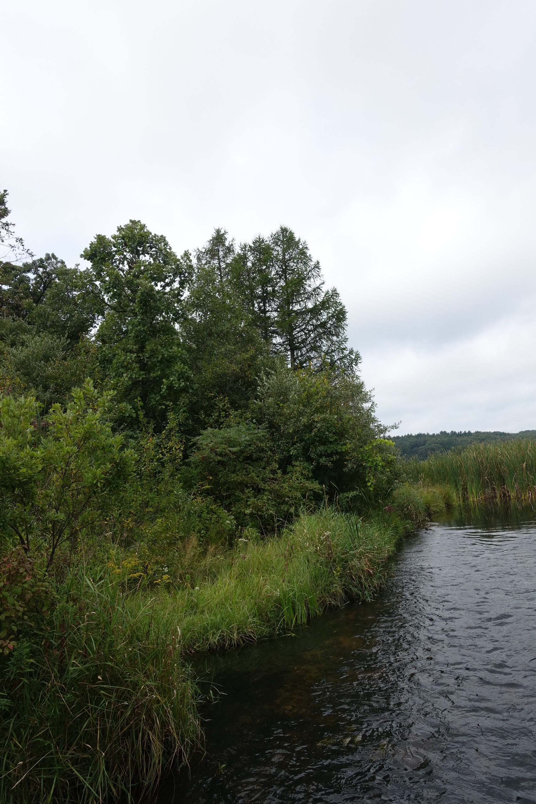 Larix laricina (eastern larch) growing at the creek’s edge at Lulu Lake Preserve in Walworth County, Wisconsin
