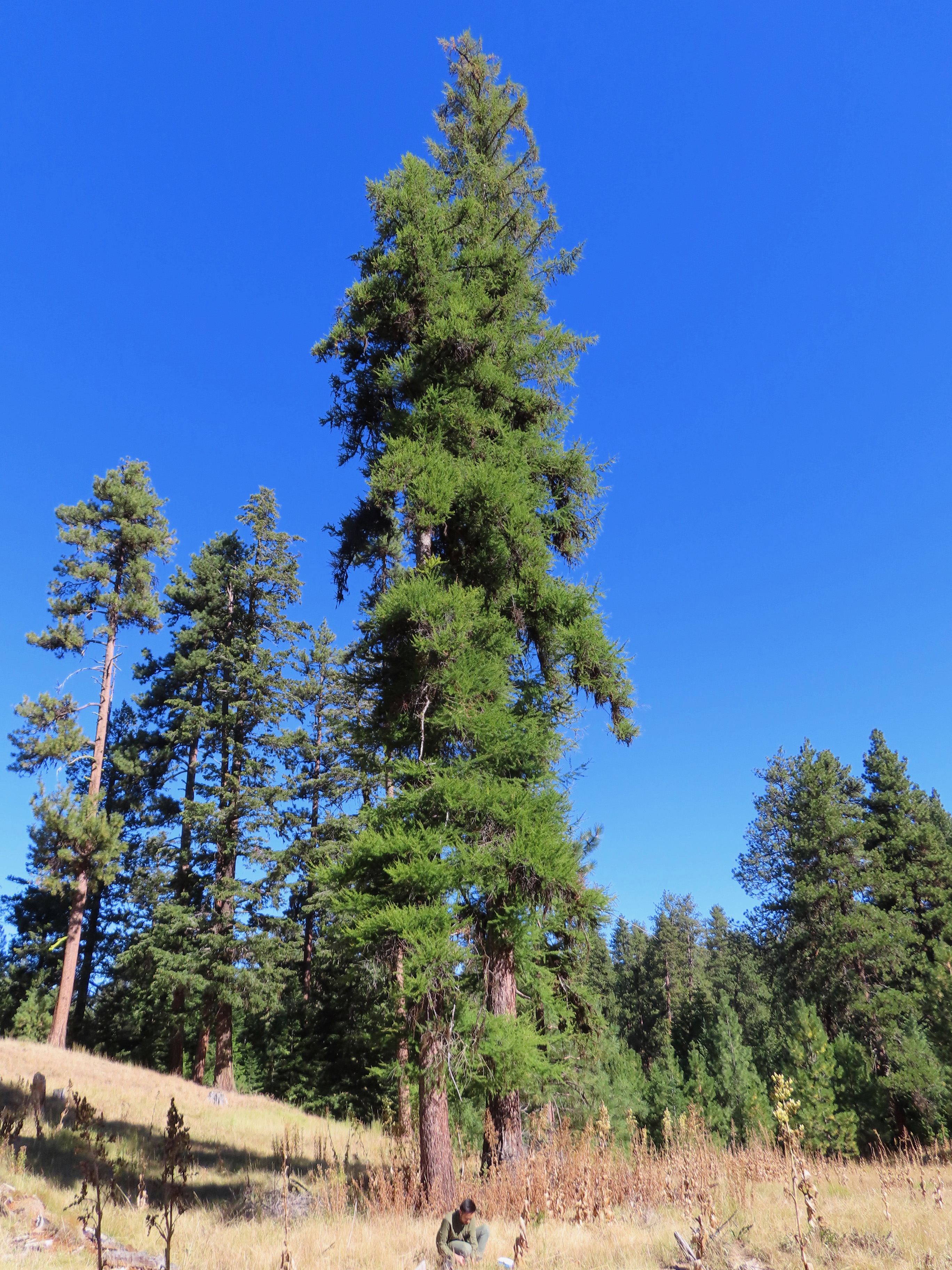 Western larch.