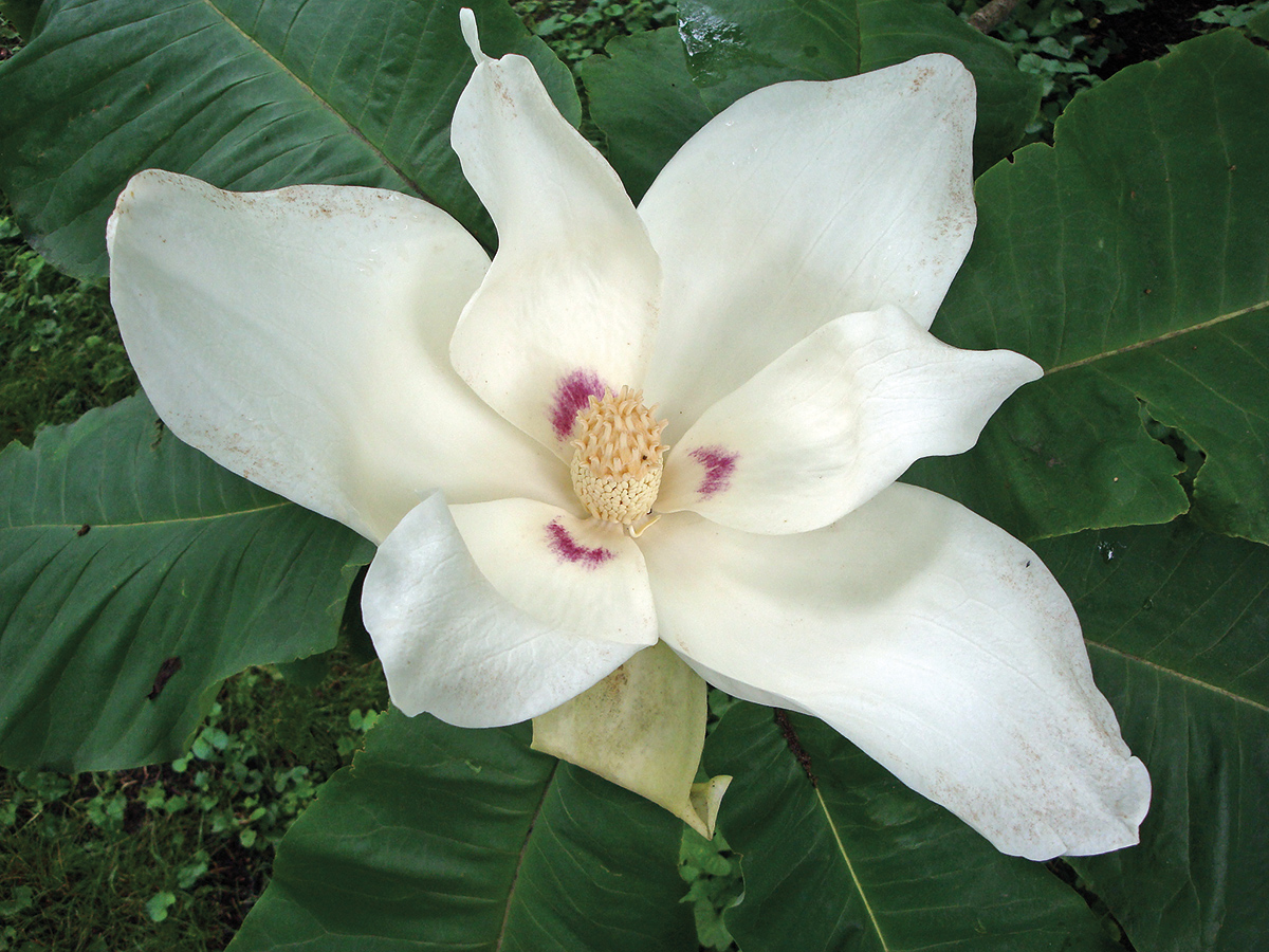 Magnolia macrophylla ssp. macrophylla 961-89*A