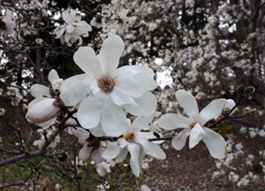 Flowers of Magnolia x loebneri 'Merrill'