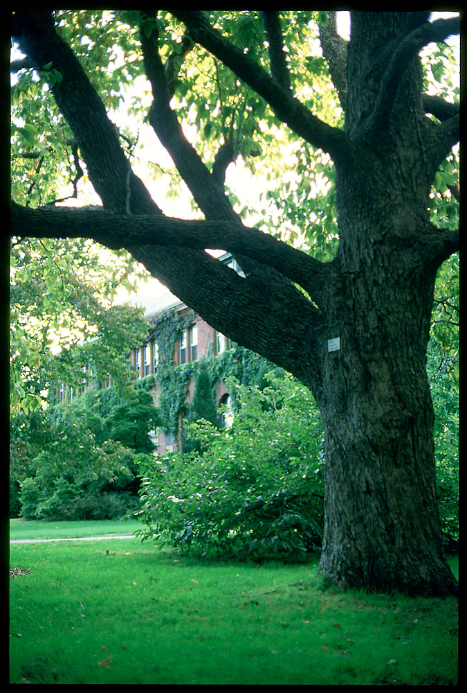 Hunnewell Building, summer, magnolia, 1980. Photograph by Sheila Connor. ©2003, President and Fellows of Harvard College; all rights reserved.