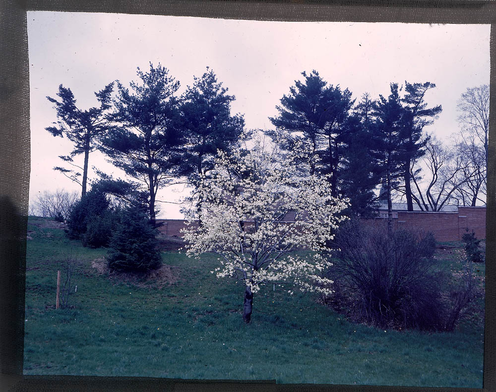 Hunnewell Building, spring, magnolia, 1940. Photographer unknown. ©2003, President and Fellows of Harvard College; all rights reserved.