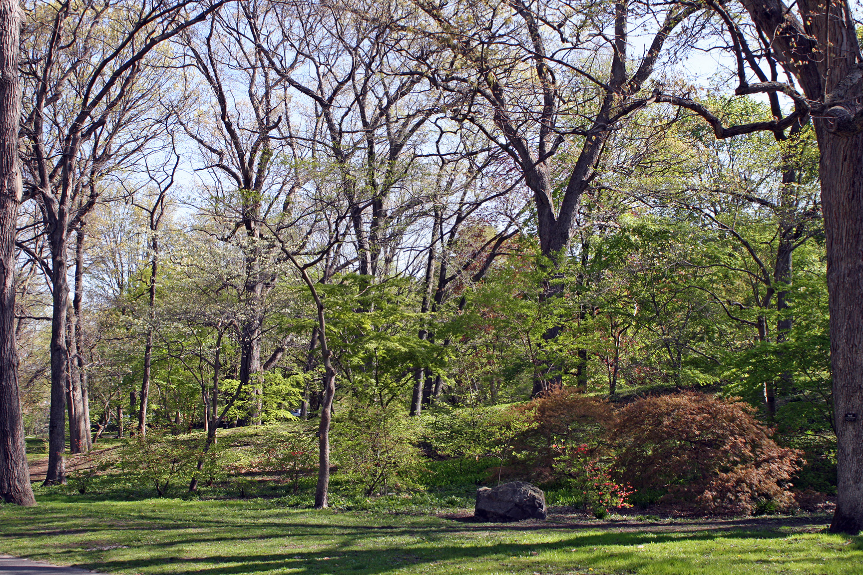 Maple collection on Meadow Road
