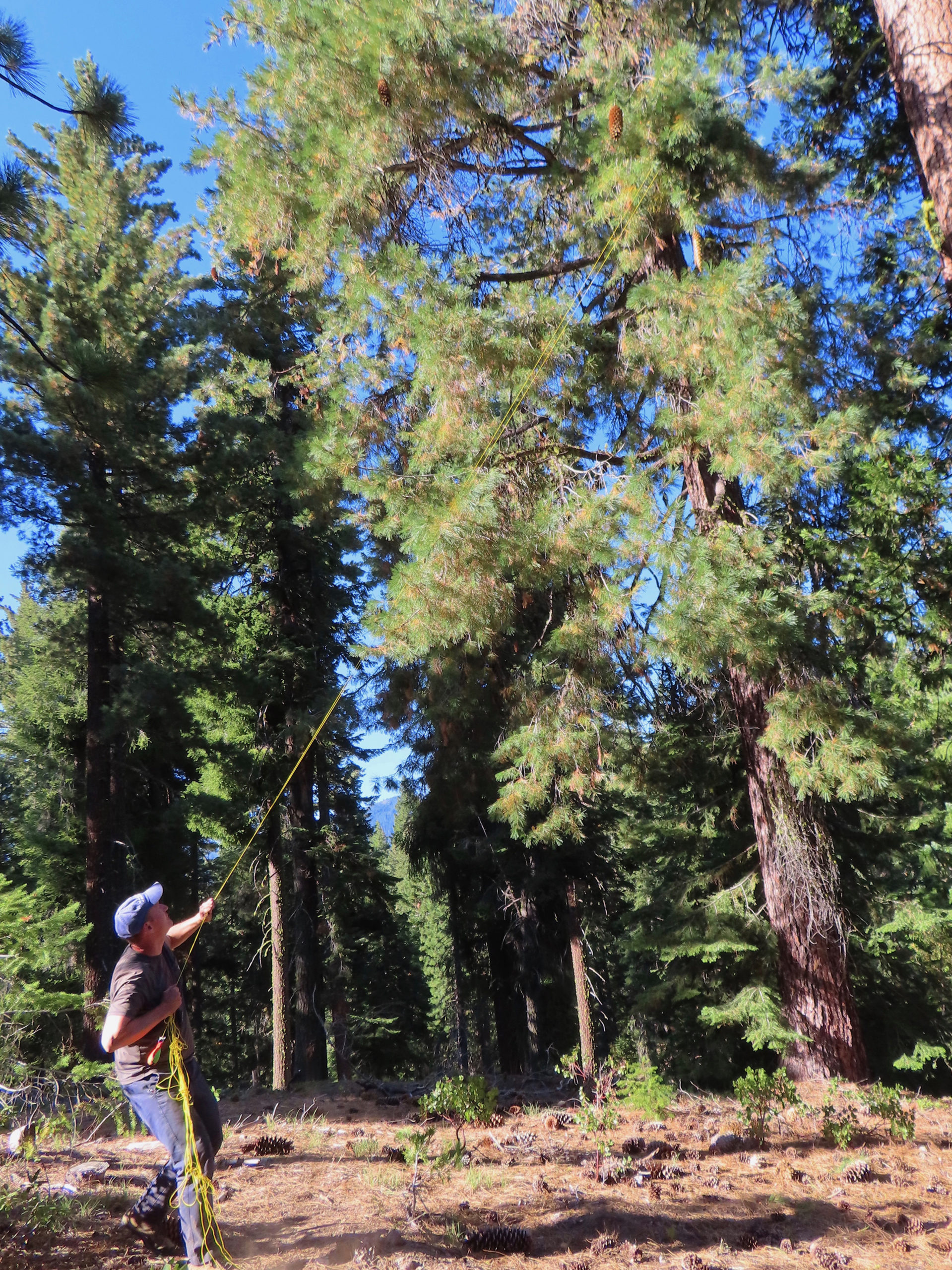 Kyle Port collecting Pinus lambertina cones.