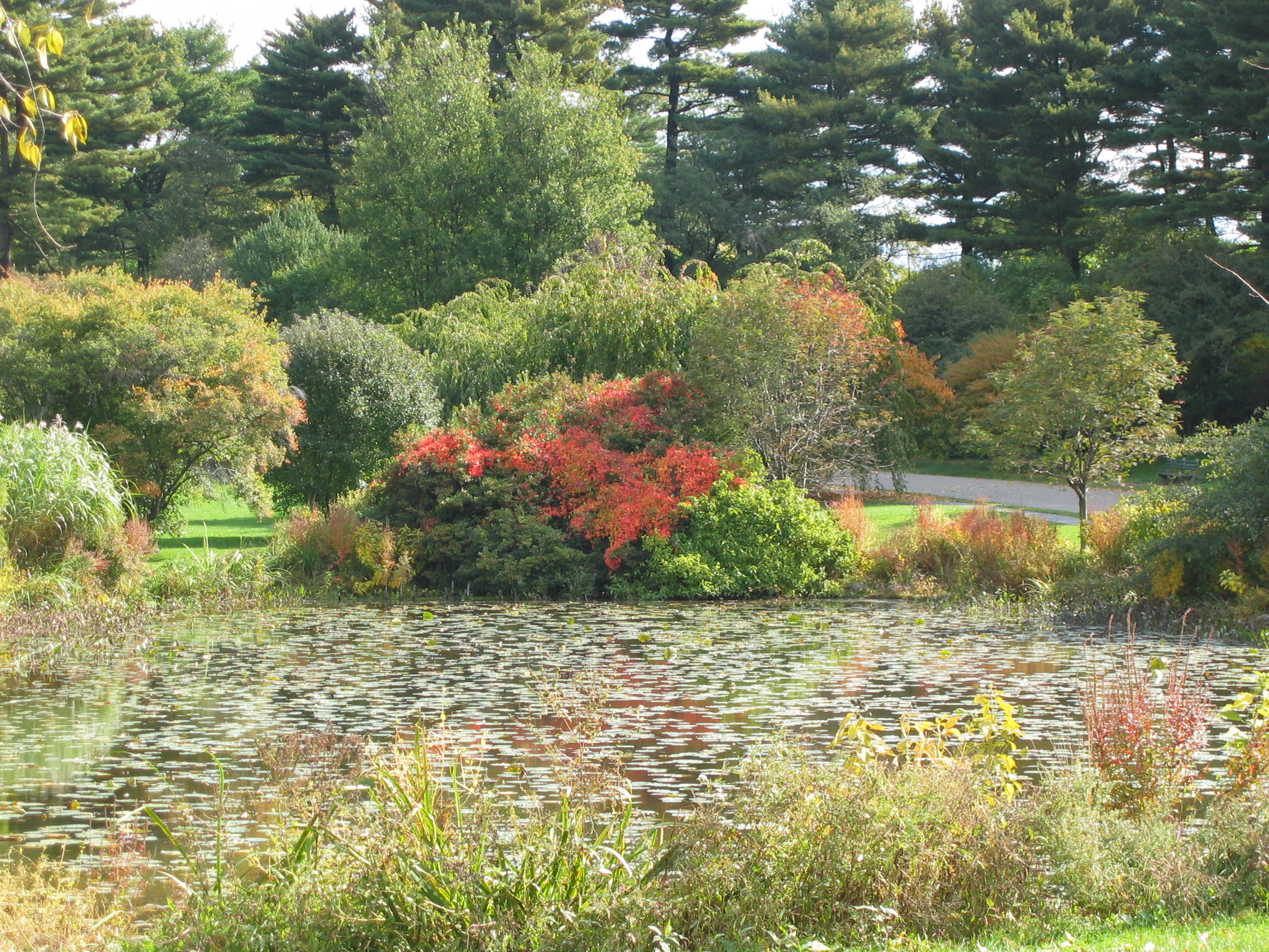 Dawson Pond in fall color.