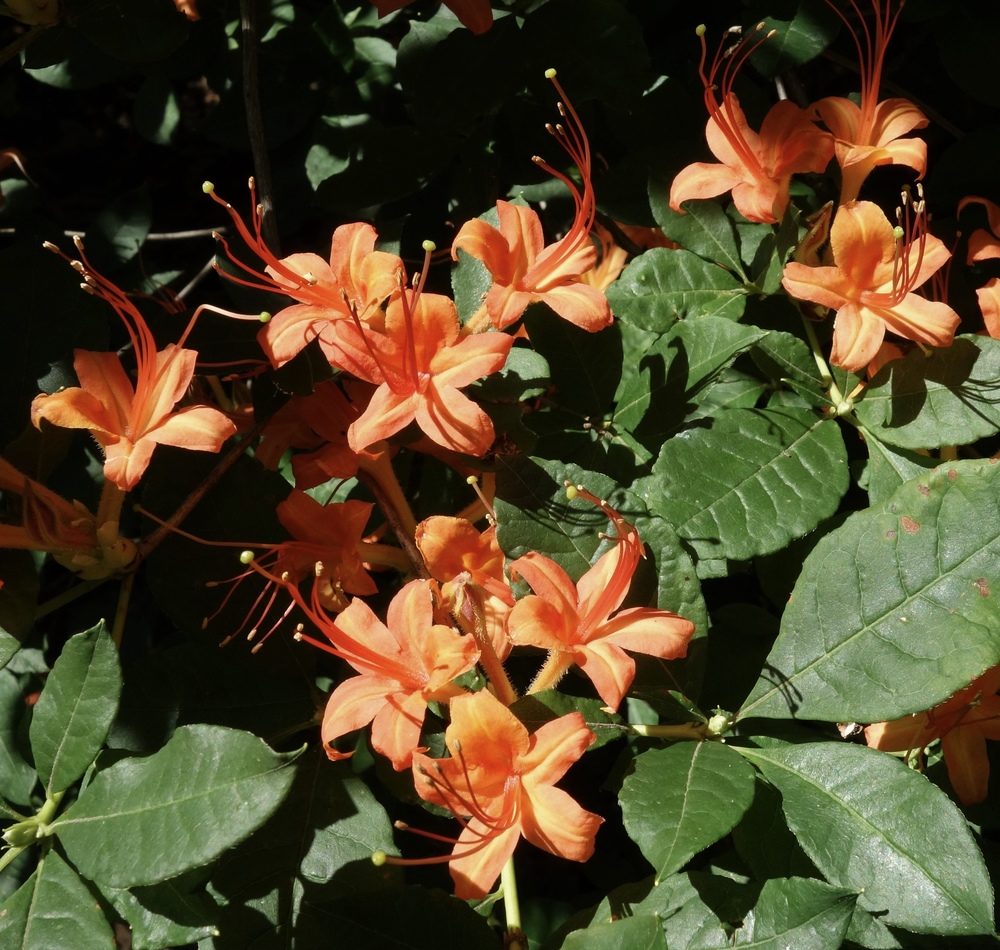 Rhododendron prunifolium