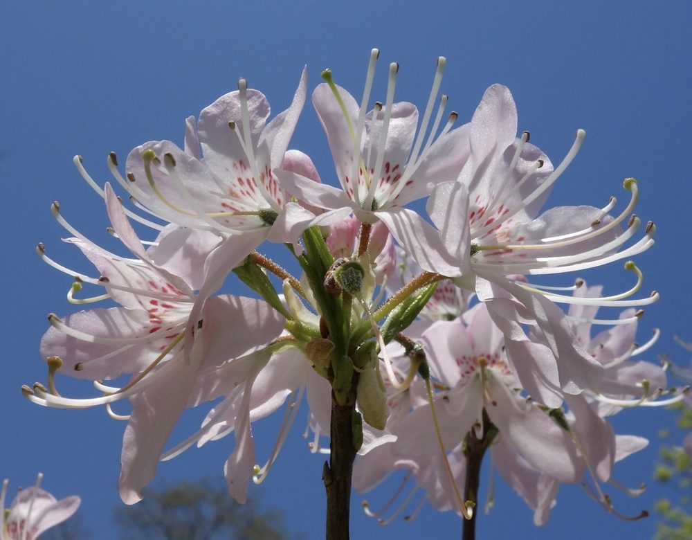 Rhododendron vaseyi
