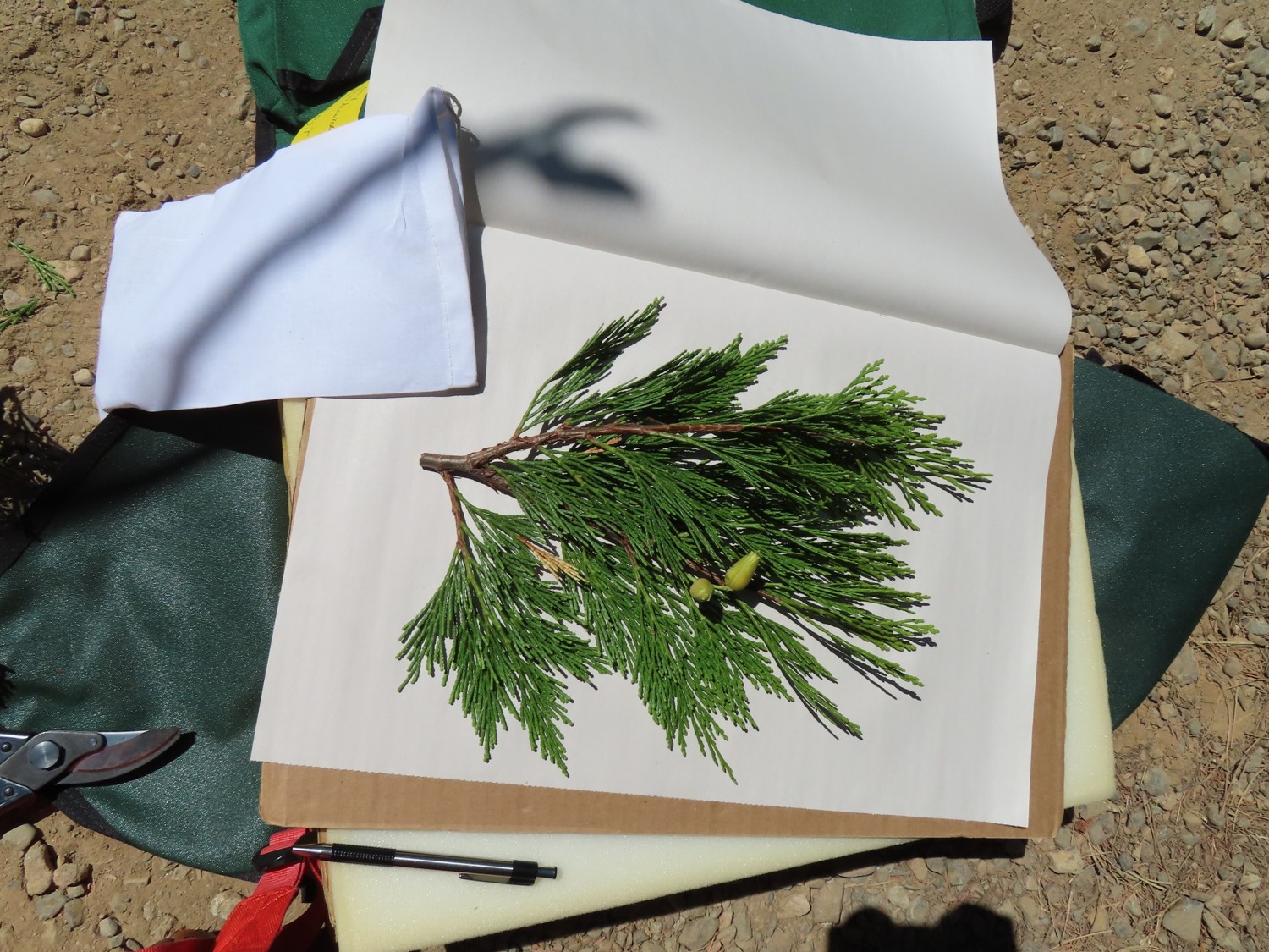 Incense cedar specimen.