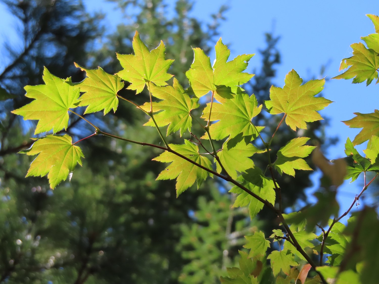 Acer circinatum