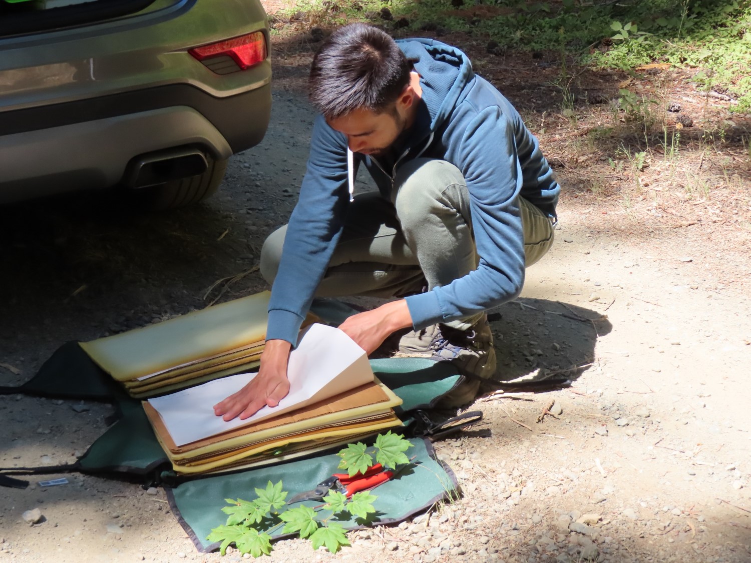 Terry Huang presses Acer specimens.