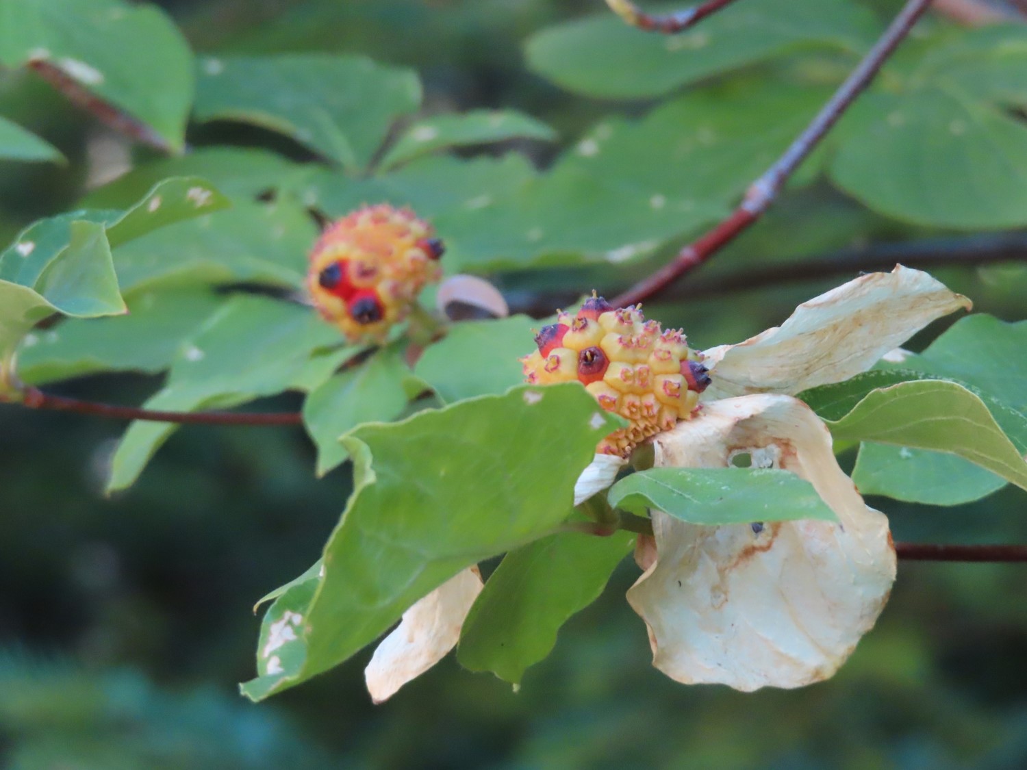 Pacific dogwood