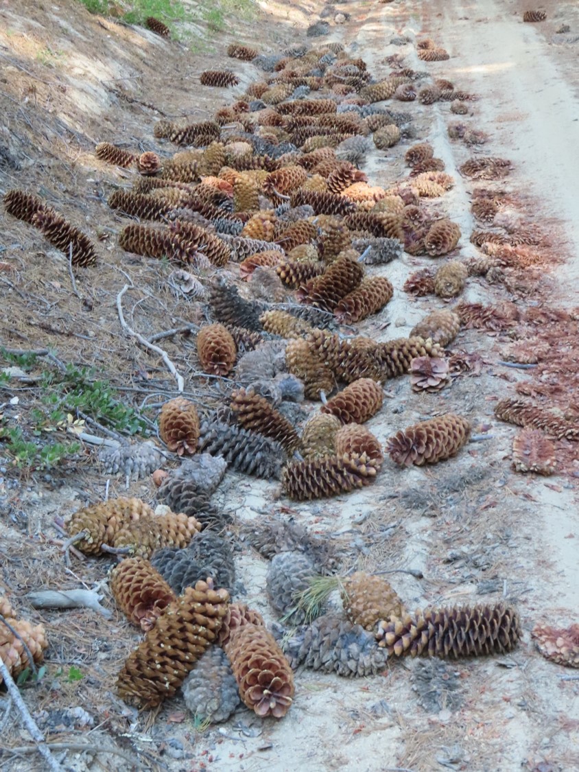 Fallen Pinus lambertina cones.