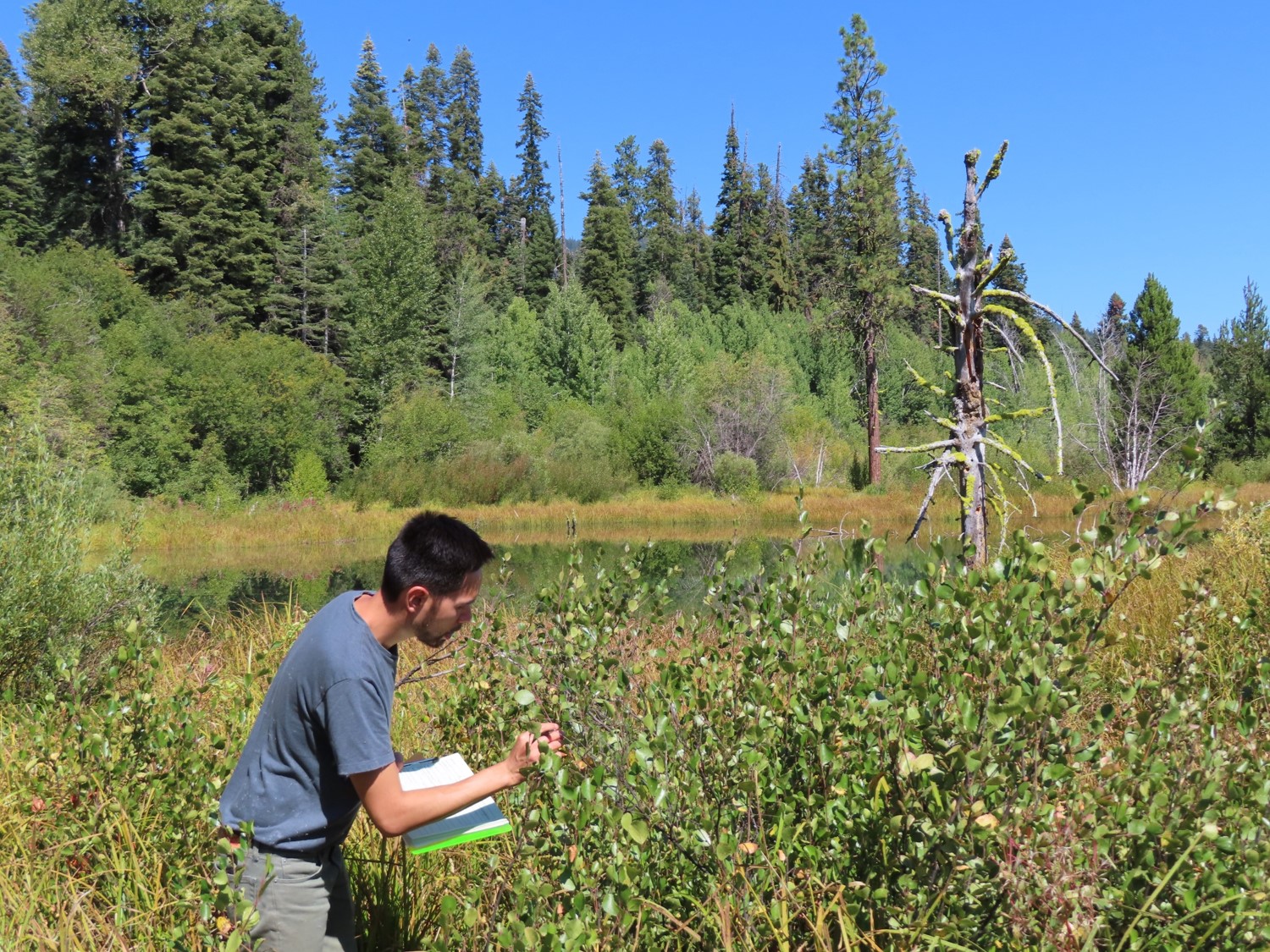Terry Huang collects plants at Mare's Eggs Spring.