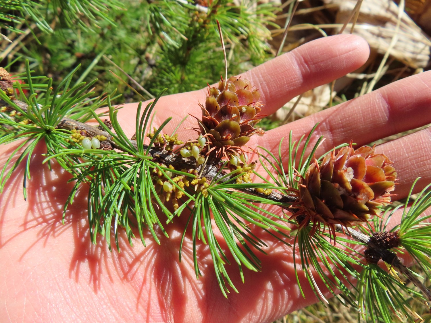 Western larch.