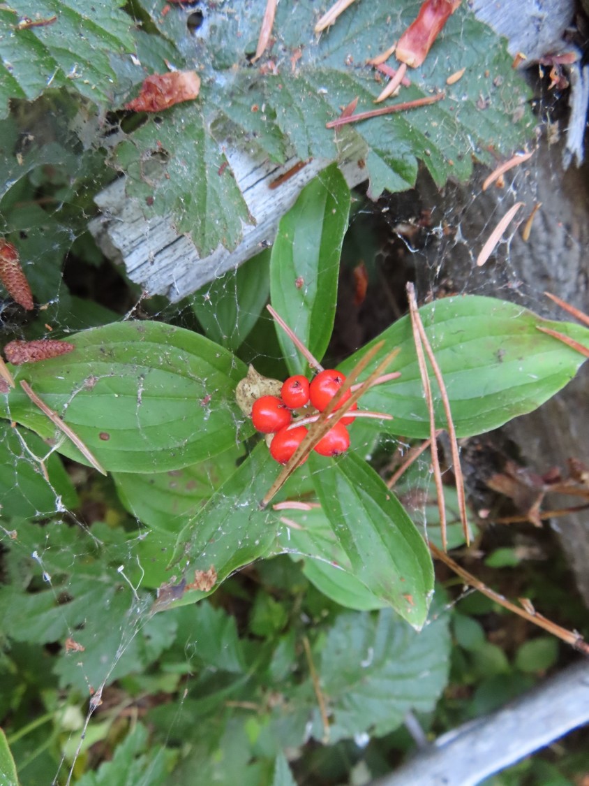 Cornus unalaschkensis