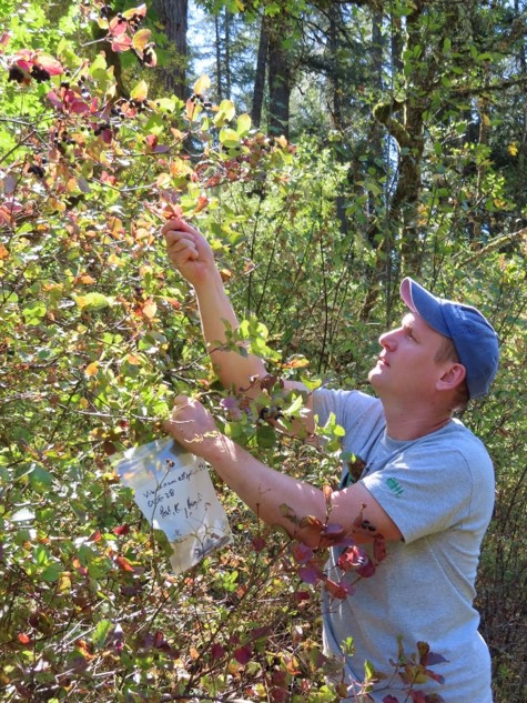 Kyle Port collecting Viburnum seeds.