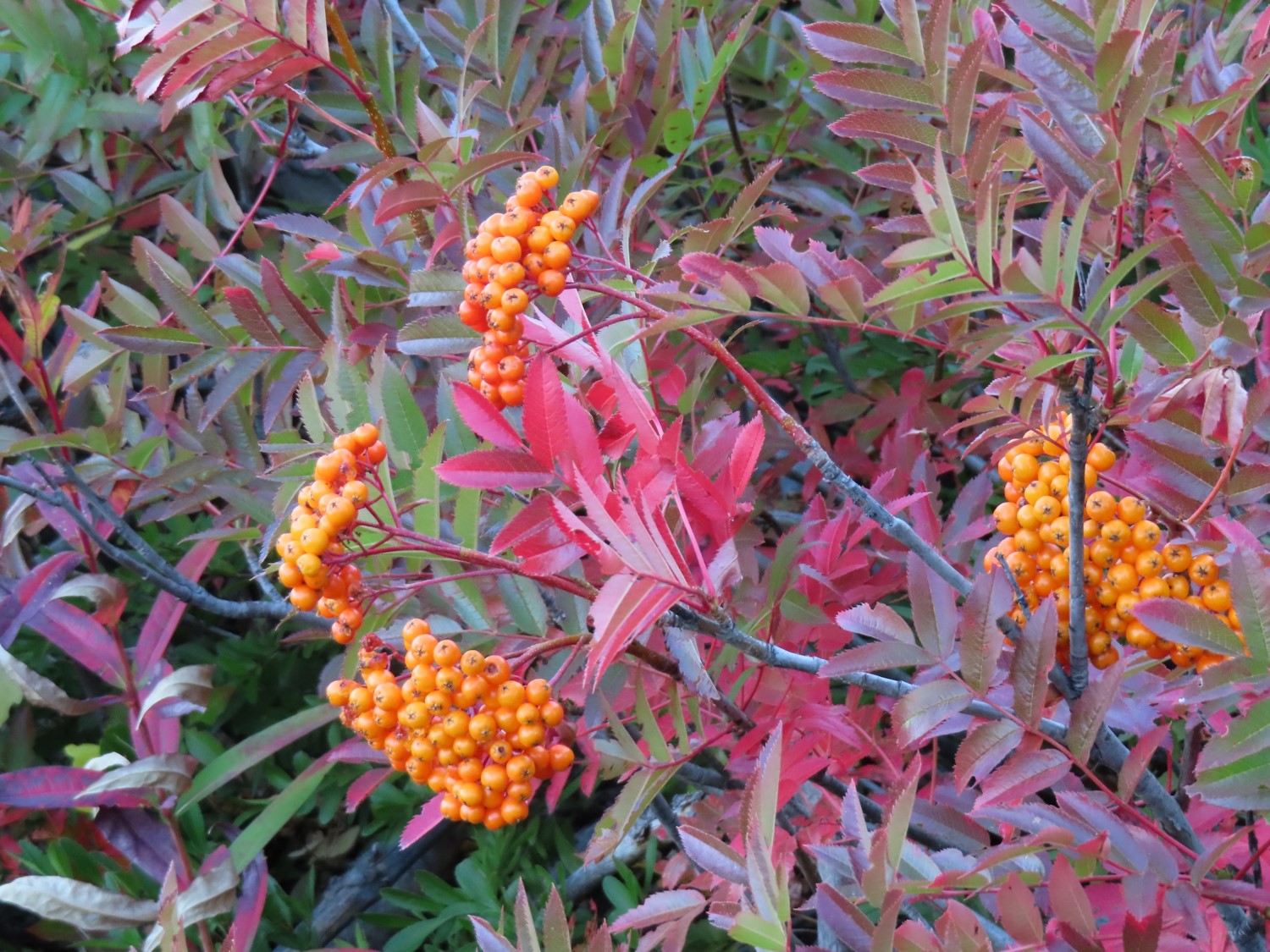Greene's mountain-ash (Sorbus scopulina)