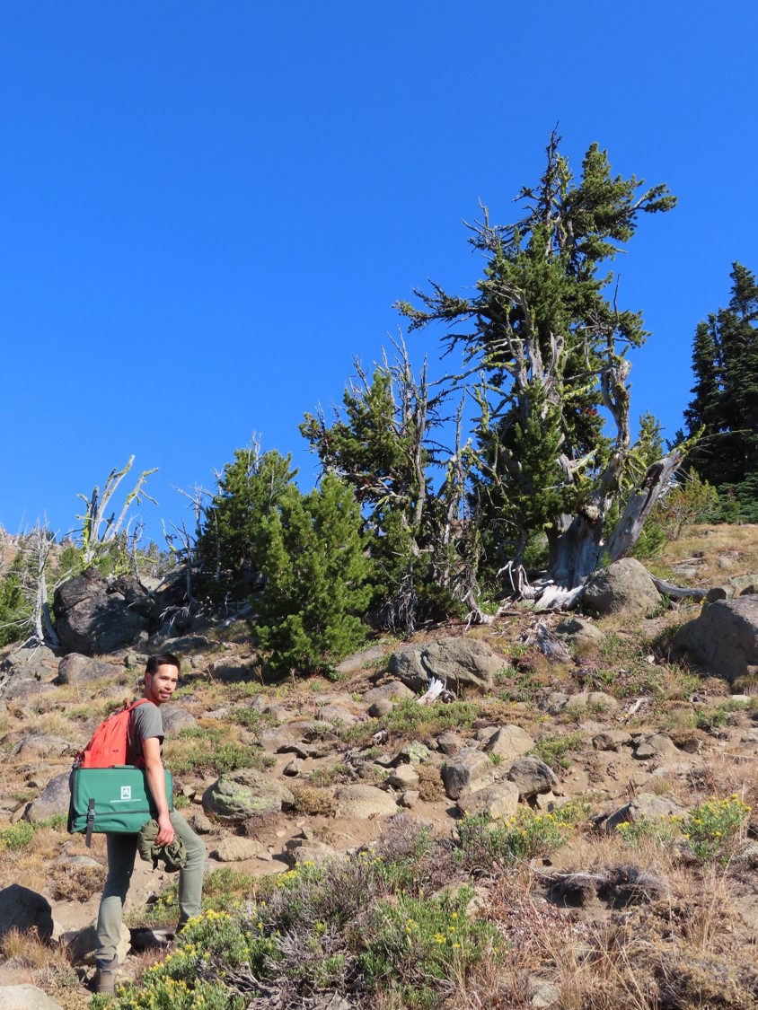 Terry approaches a gnarled whitebark pine (Pinus albicaulis).