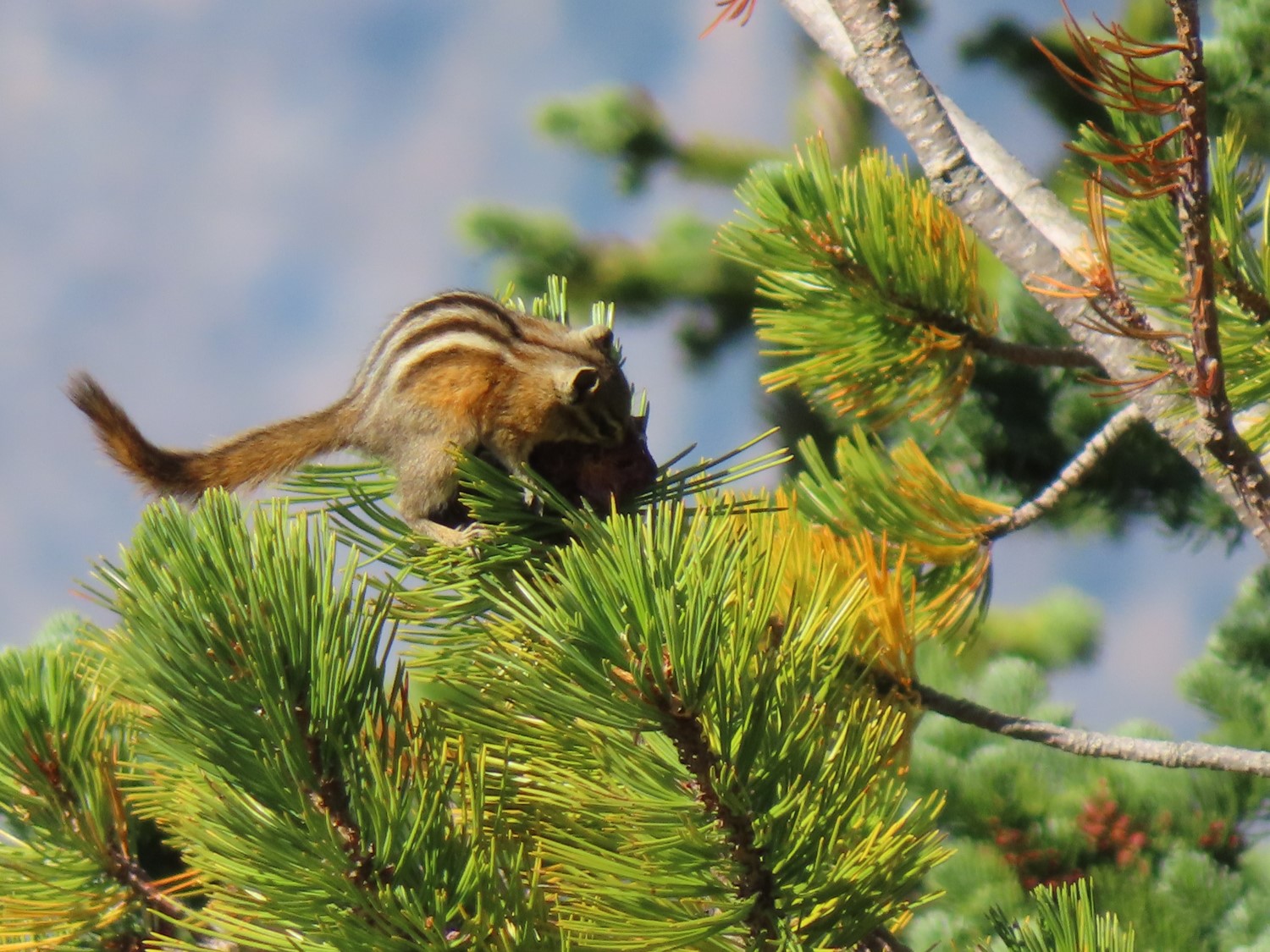 A chipmunk lunches on seeds of the Engelmann spruce (Picea engelmannii).