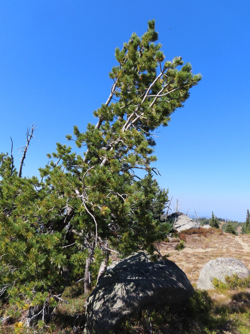 Whitebark pine.
