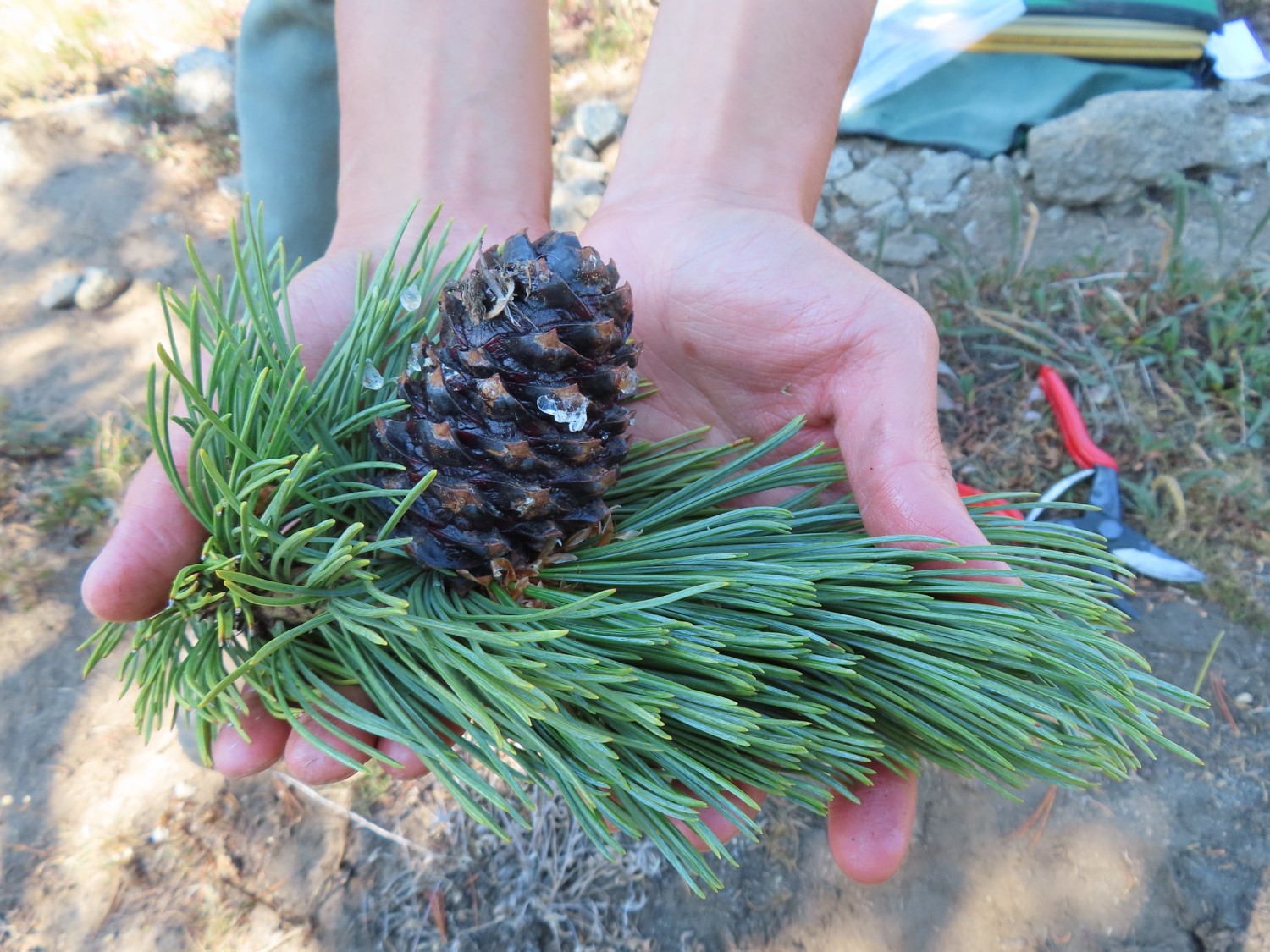 A whitebark pine (Pinus albicaulis) cone from Icicle Ridge.