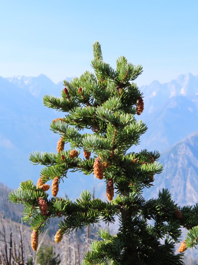 An Engelmann spruce (Picea engelmannii) laden with cones.