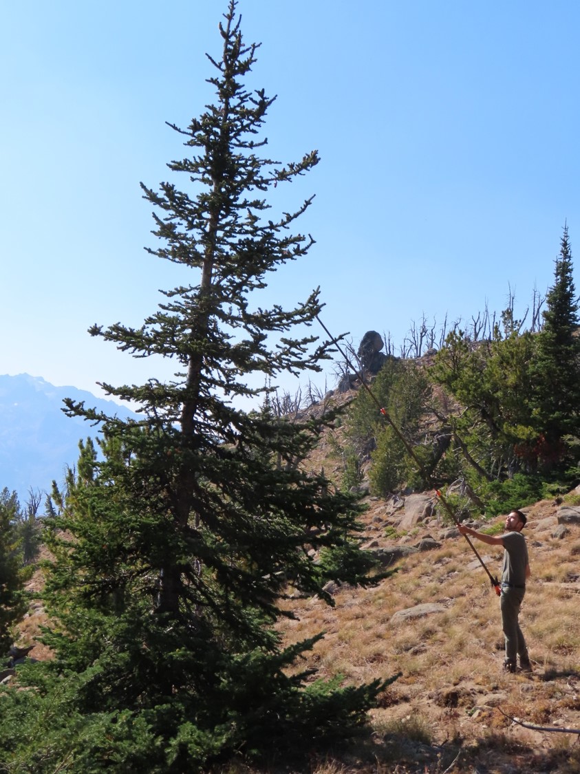 Terry harvests cones from the Rocky Mountain fir cones.