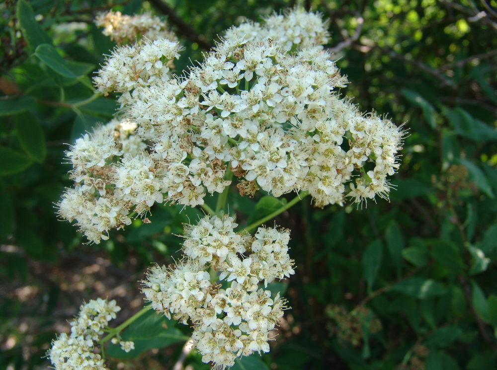 Spiraea virginiana