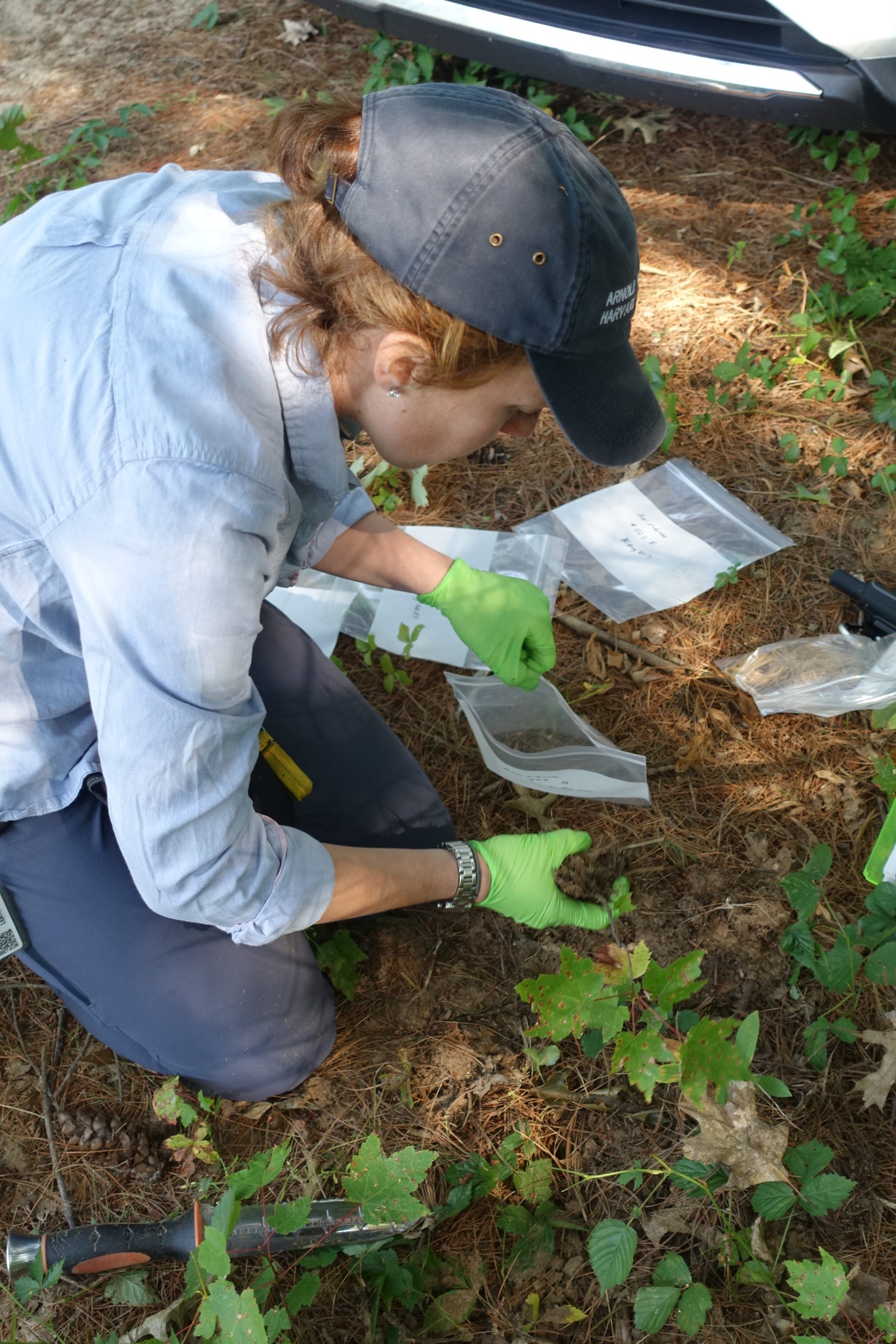 Tiffany Enzenbacher digging Acer rubrum (red maple) saplings. This is the Arboretum’s first wild-collected red maple accession from the western United States.