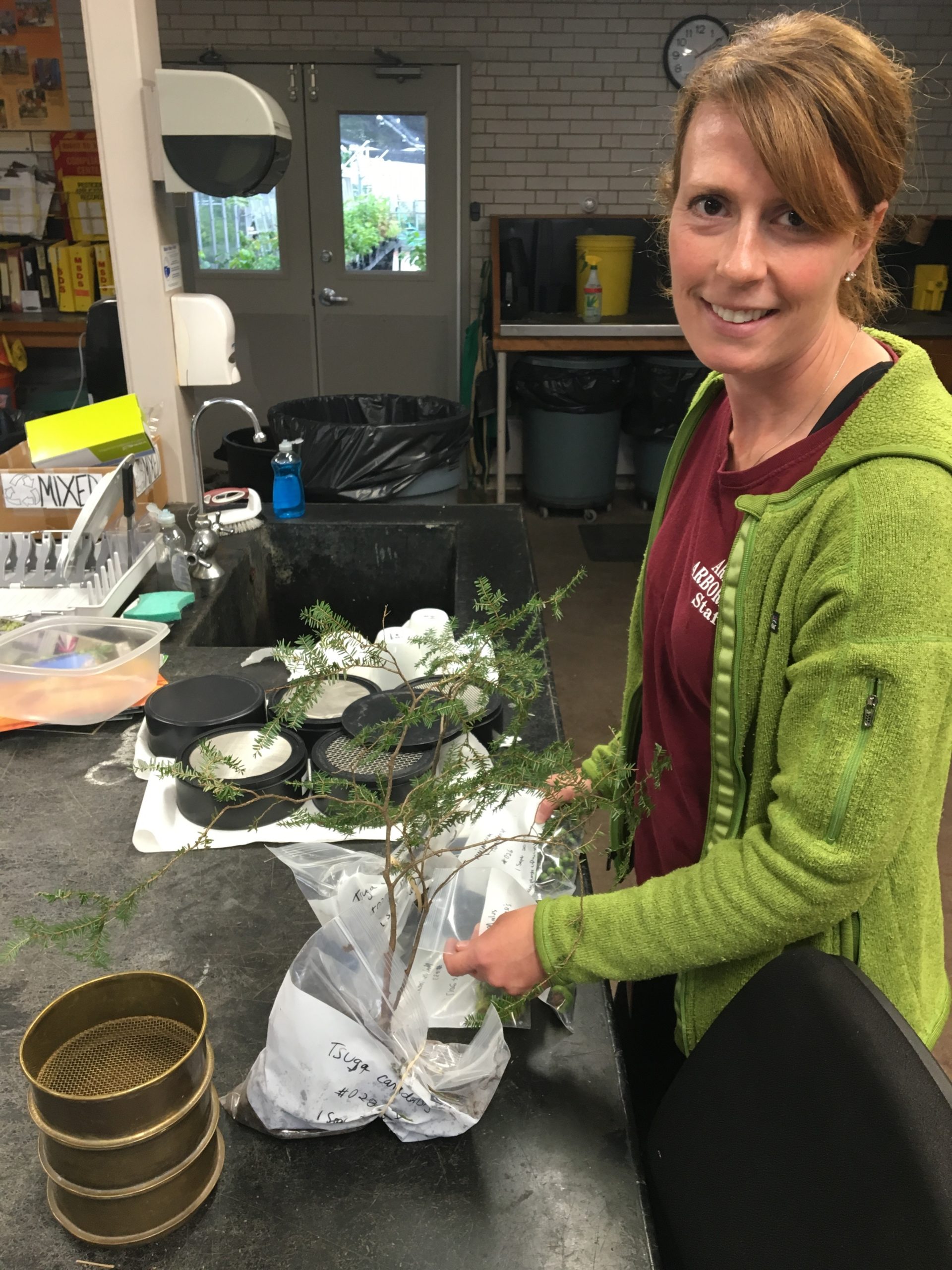 Tiffany Enzenbacher with Tsuga canadensis (eastern hemlock) seedlings dug from Hemlock Draw in Sauk County, Wisconsin. Tiffany stopped at the Dana Greenhouses enroute from Logan Airport to drop off hand-carried plants and seeds.