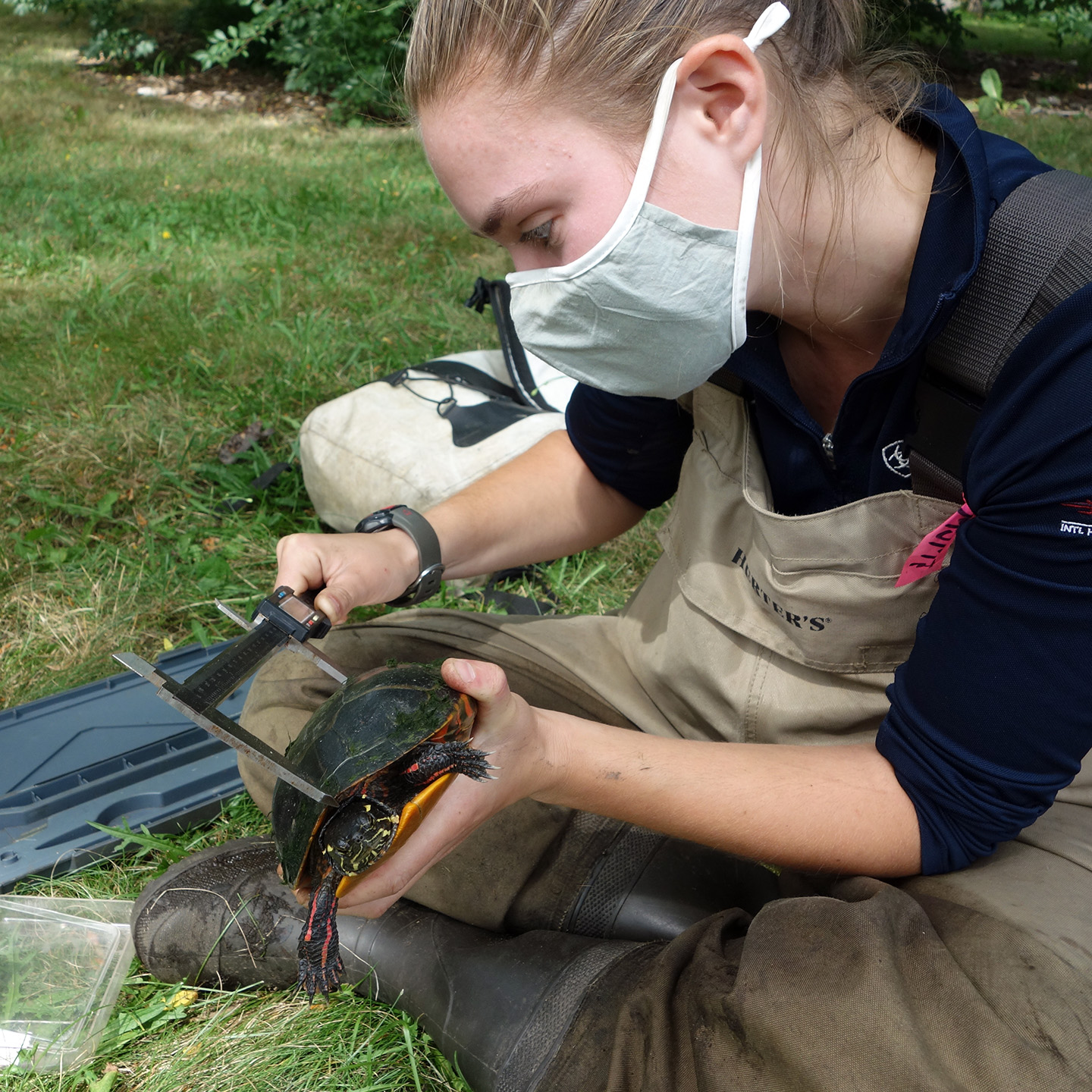 Zoo New England turtle research