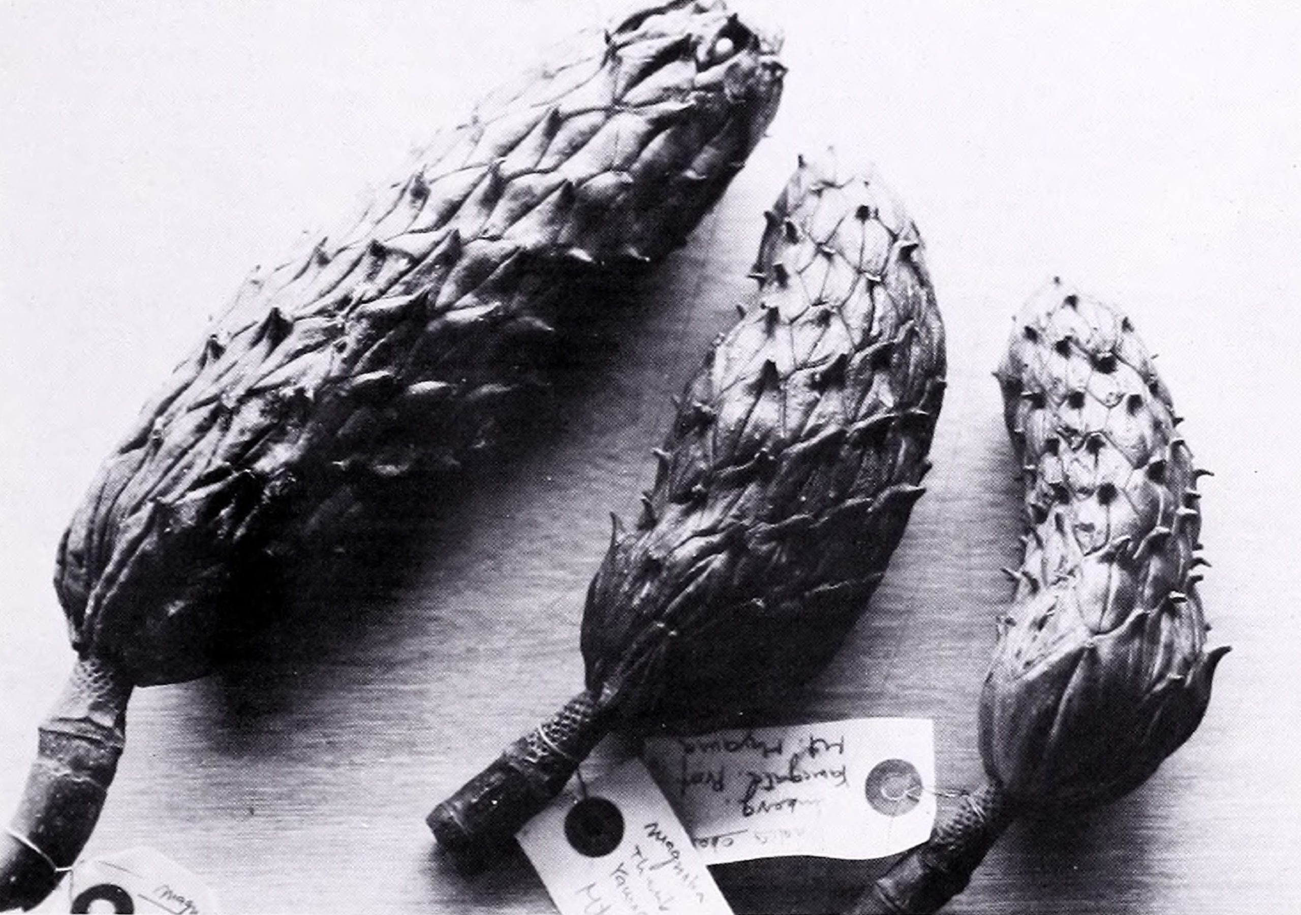 Three magnolia fruit clusters arrayed on surface